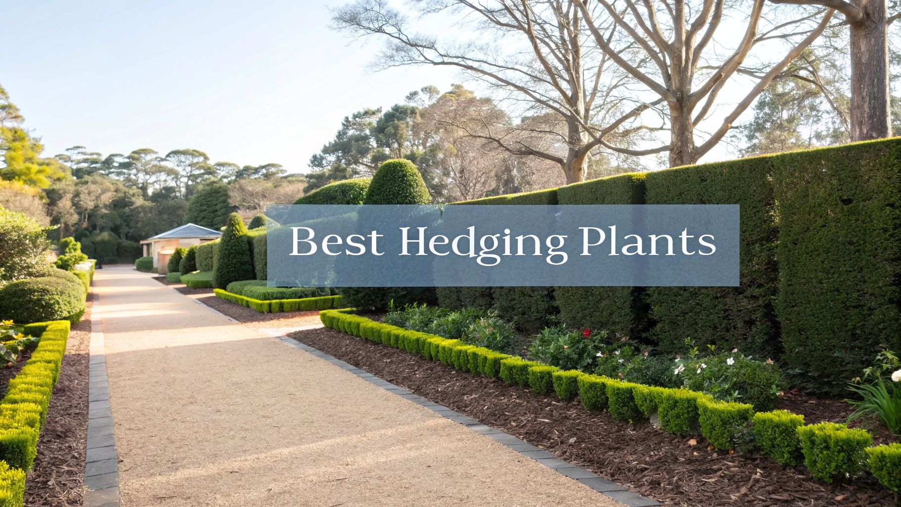 The Top 10 Best Hedging Plants Australia Has to Offer in 2026
