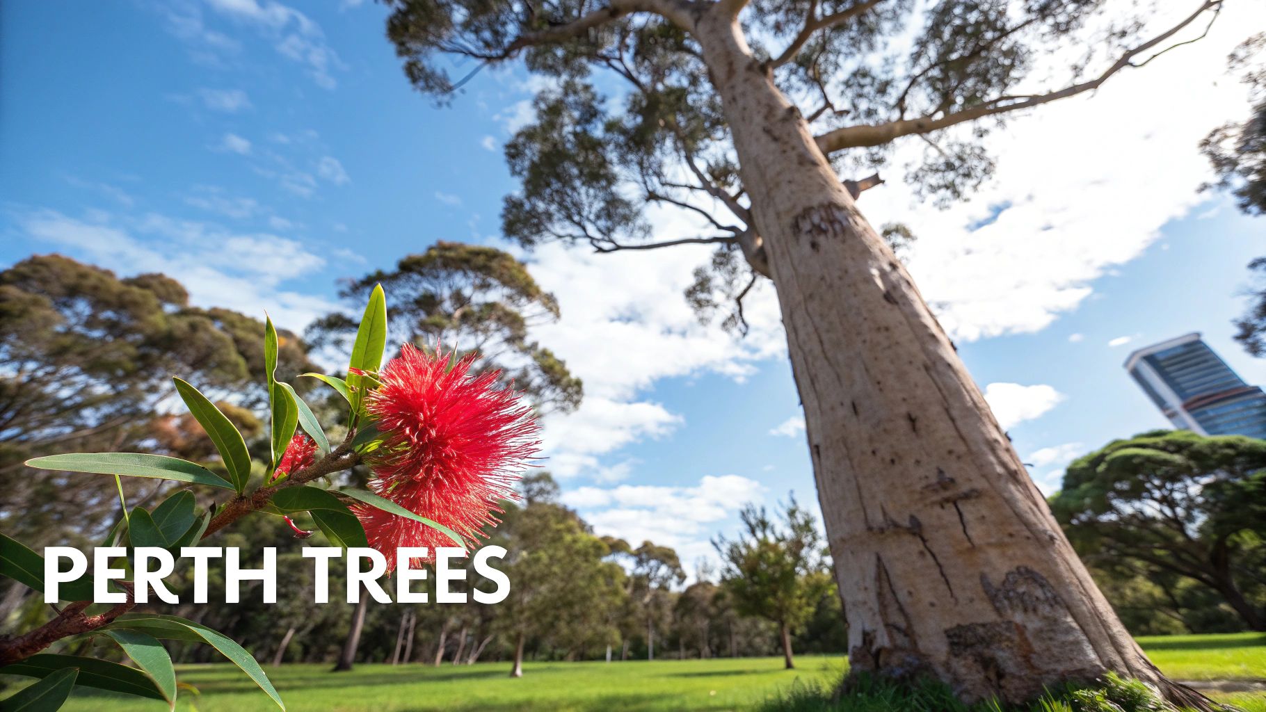 Tall eucalyptus tree with red bottlebrush flower in Perth parkland under blue sky