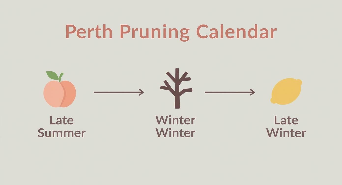 Infographic about cutting back fruit trees