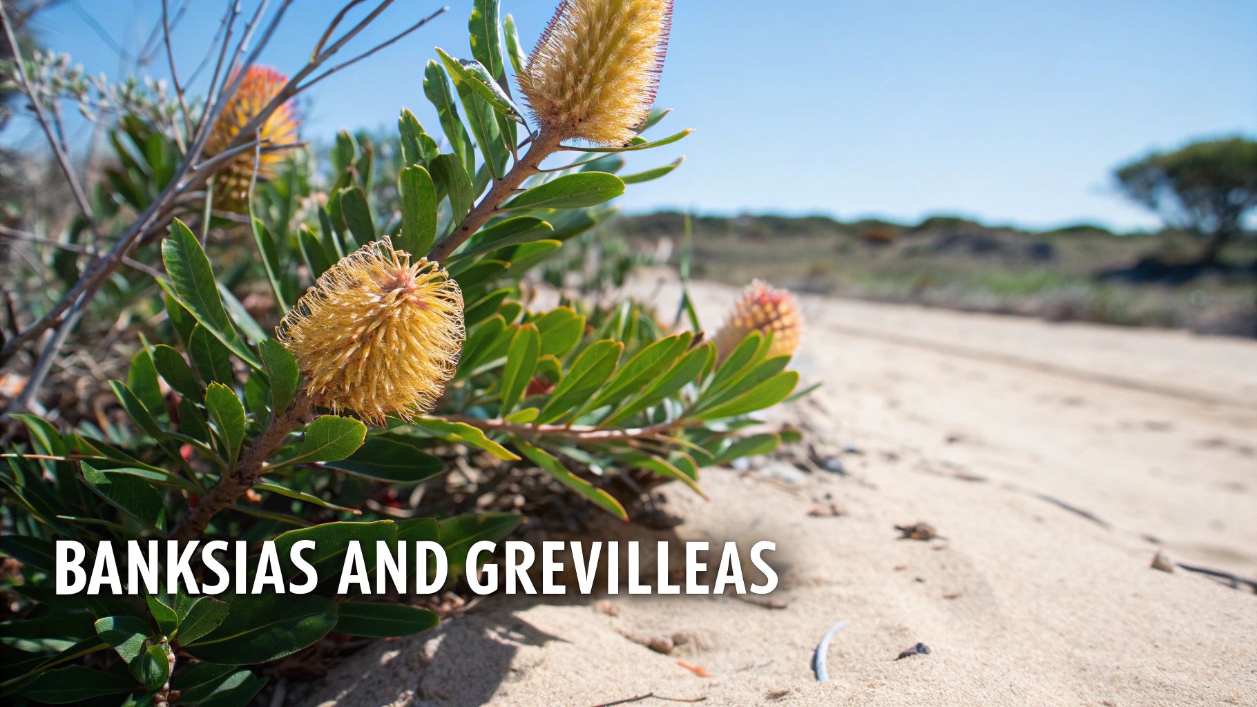 A close-up of vibrant yellow Banksia flowers and green leaves thriving in a sandy Australian landscape.