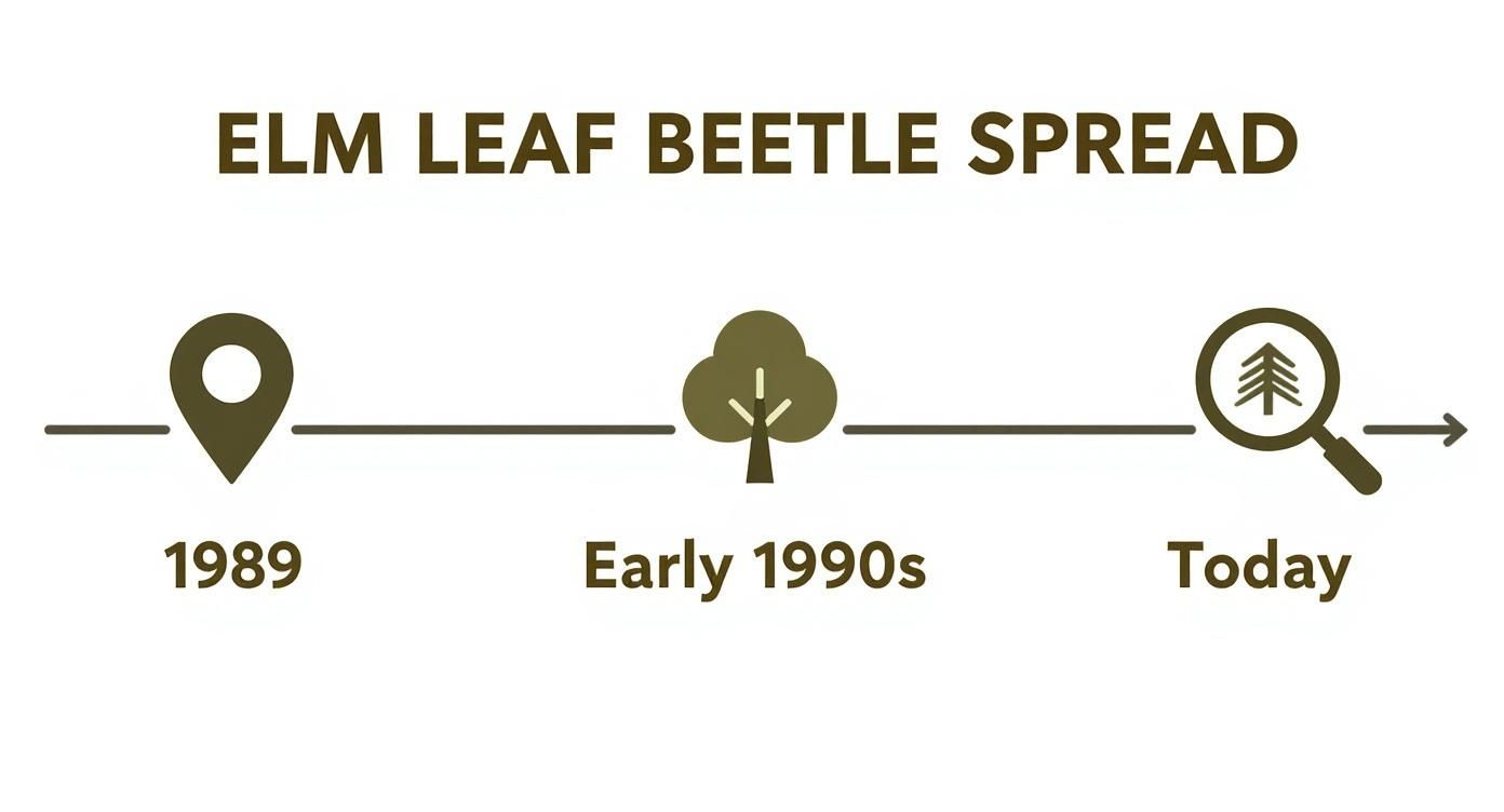 Timeline showing elm leaf beetle spread from 1989 to today with location, tree, and magnifying glass icons