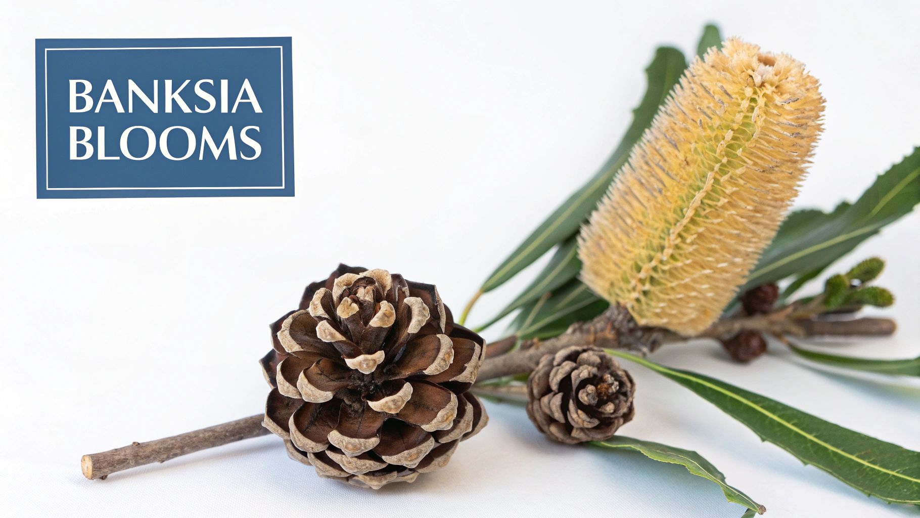 Banksia (Banksia spp.)