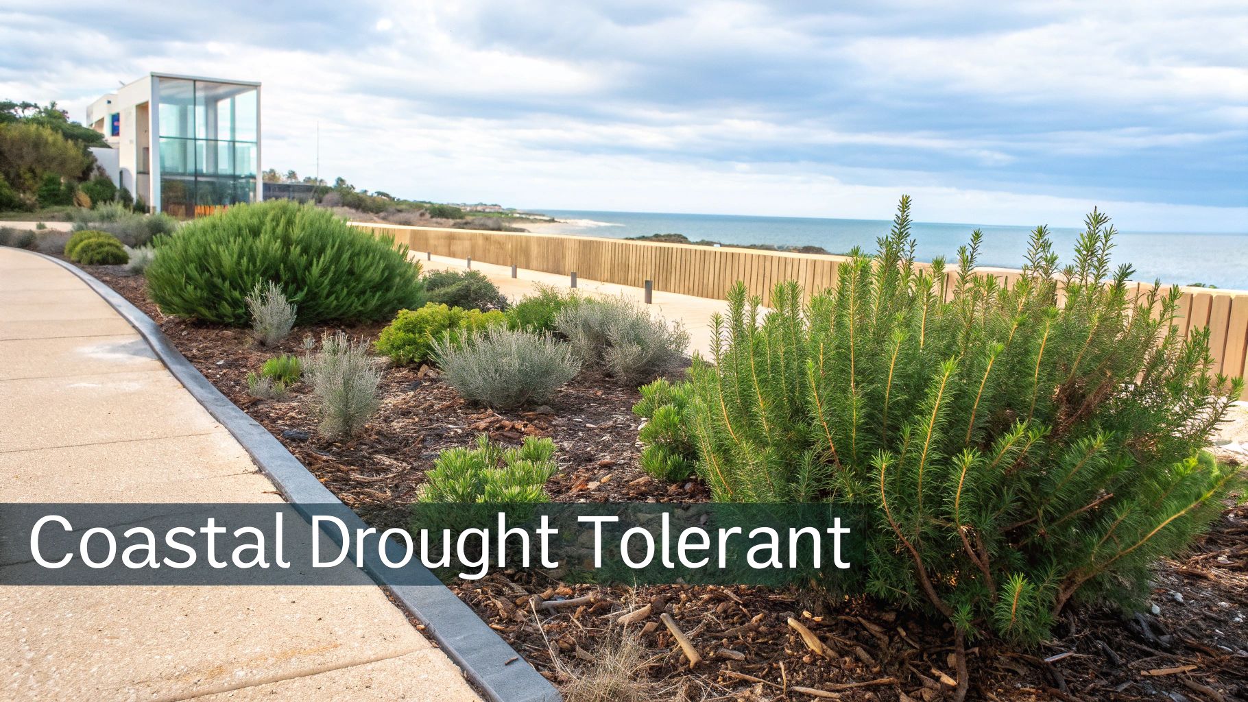 A coastal landscape with drought-tolerant plants, a paved path, and a modern building overlooking the ocean.