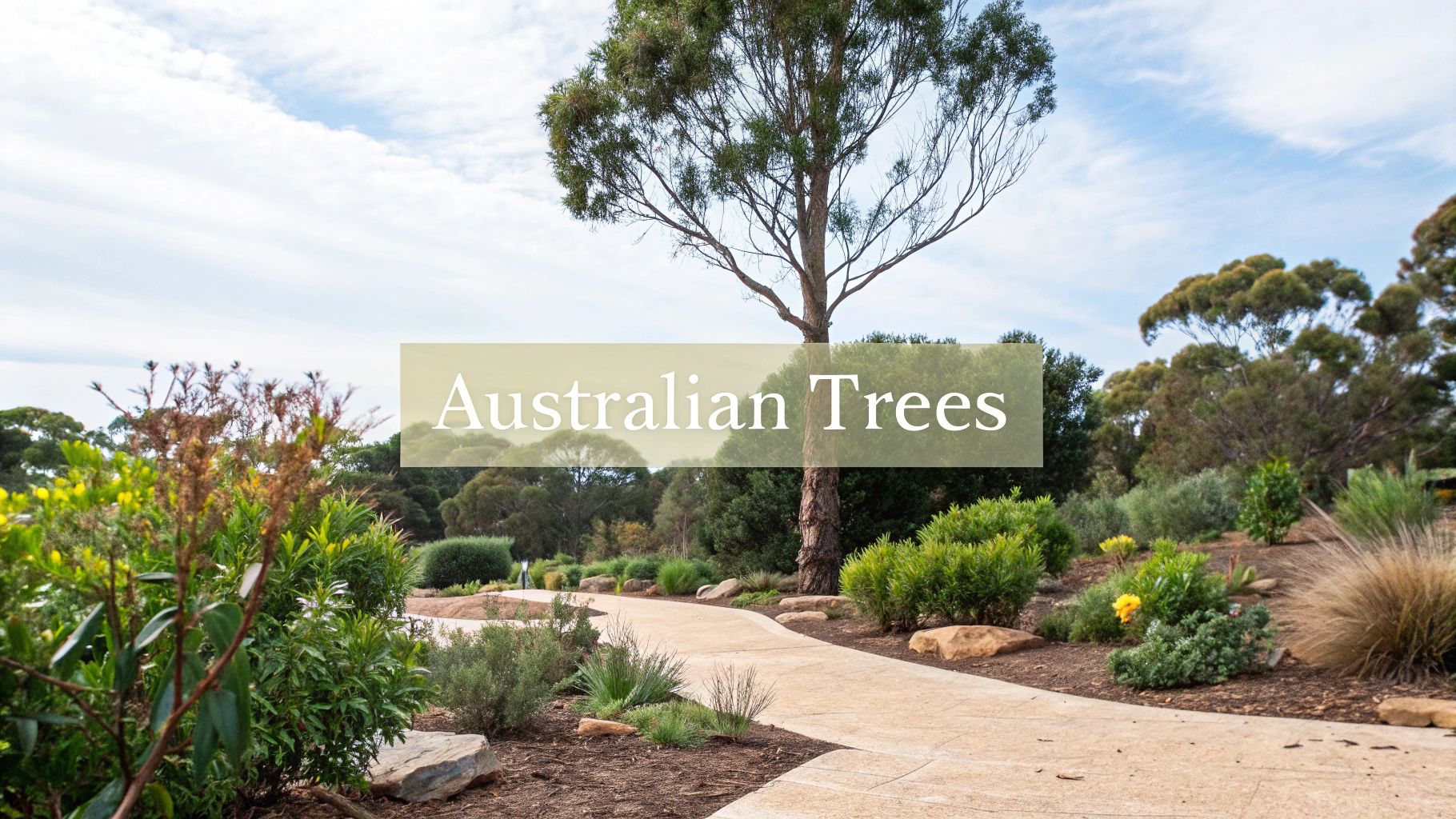 10 Key Types of Trees in Australia for Your 2025 Garden