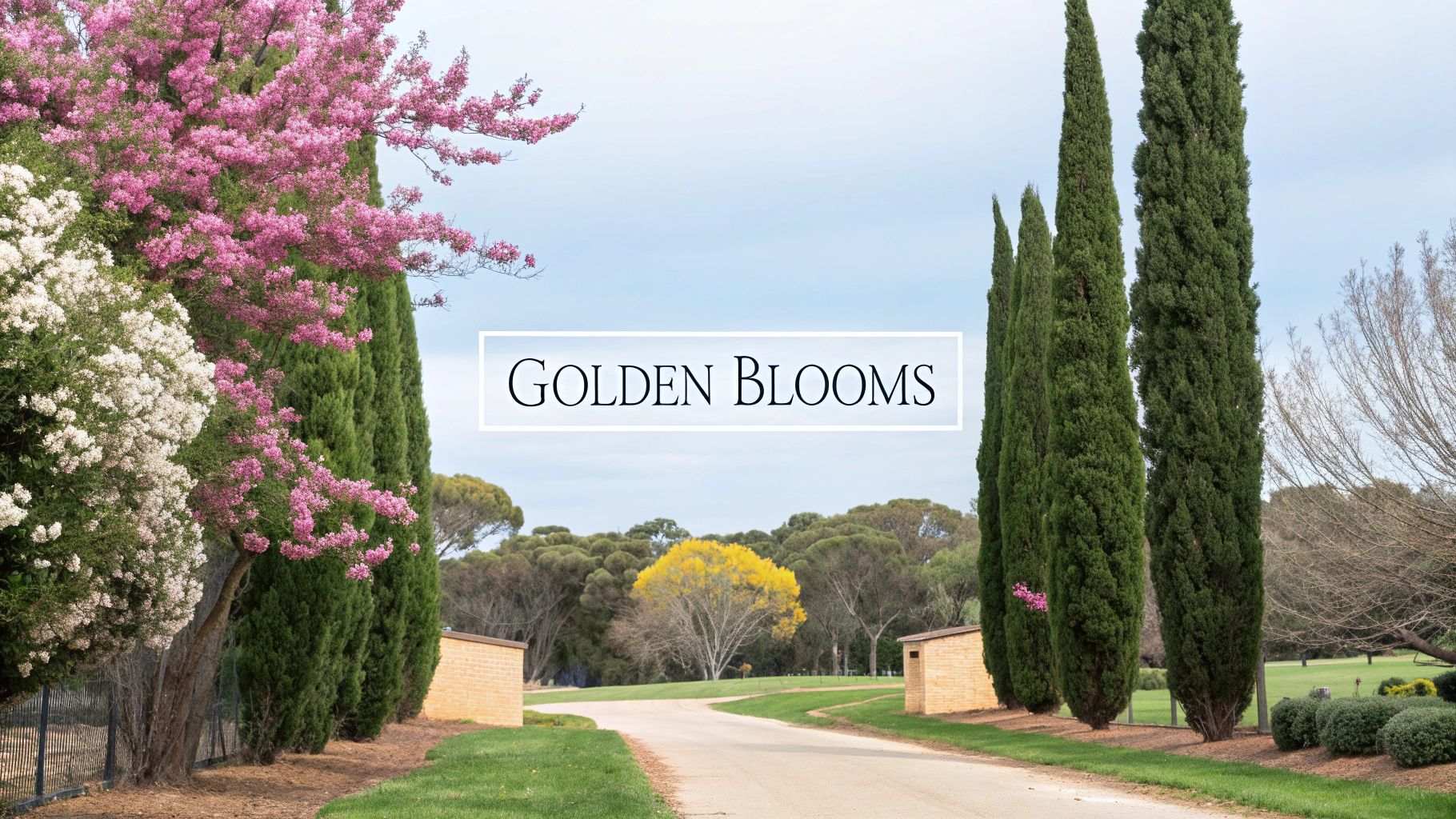 Top Trees with Yellow Flowers Australia in 2025: Stunning Choices
