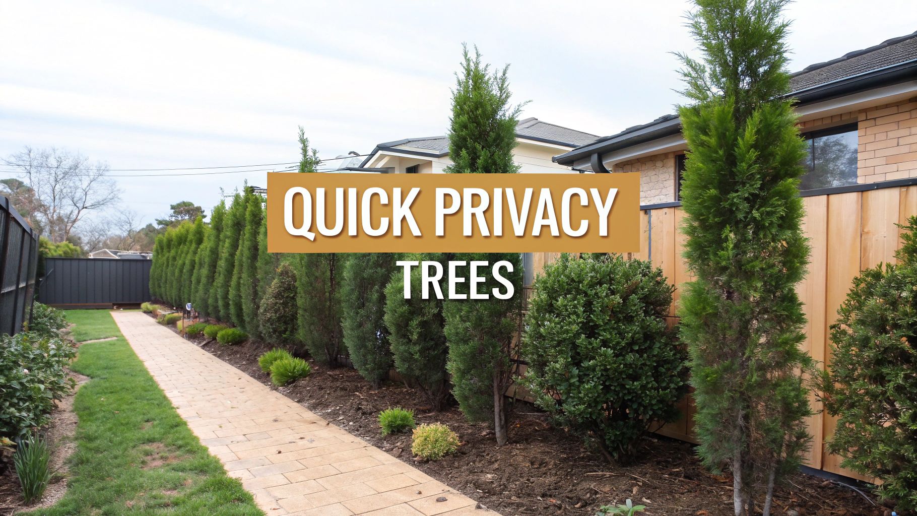 A row of tall evergreen trees planted along a wooden fence in a landscaped backyard, providing natural screening and privacy.