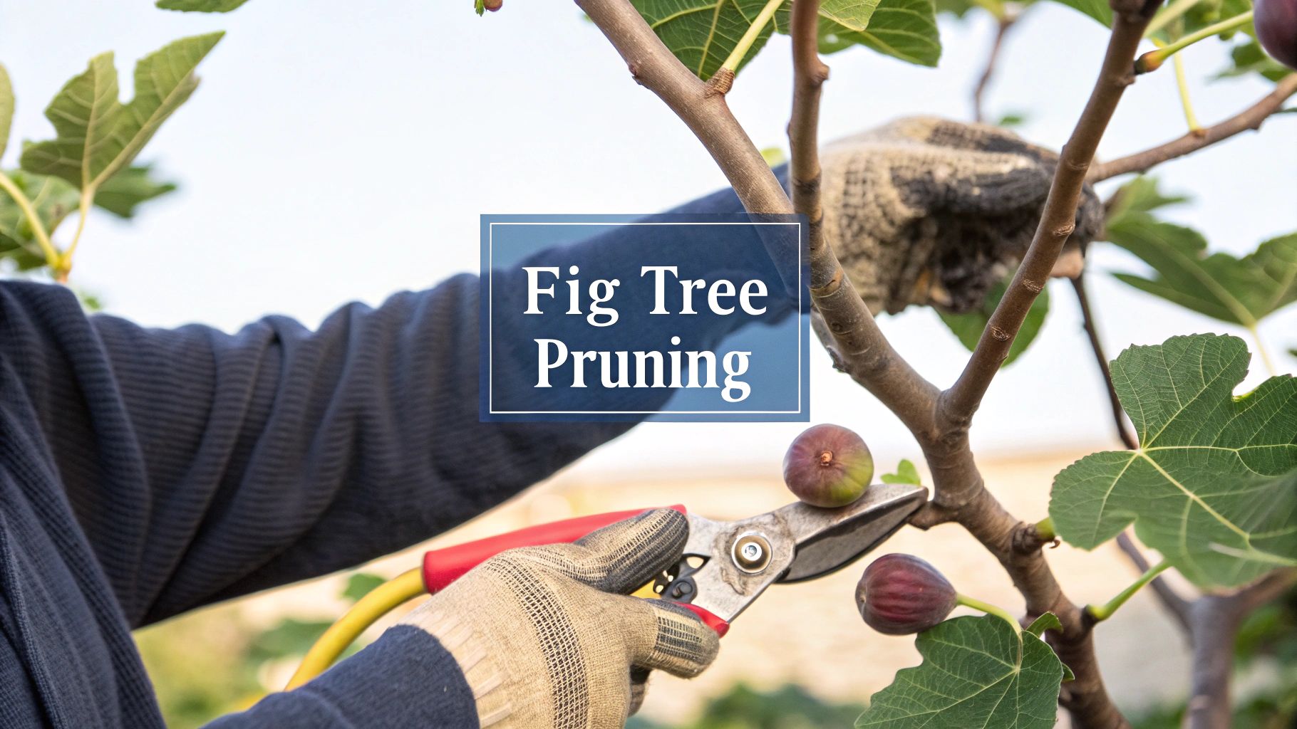 A person pruning a fig tree