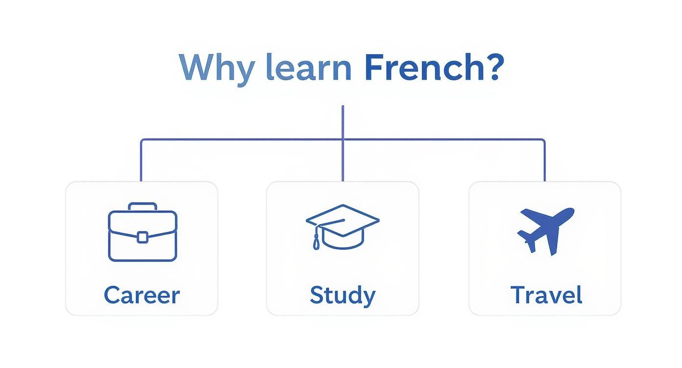 An infographic decision tree showing motivations for learning French: career, study, and travel.
