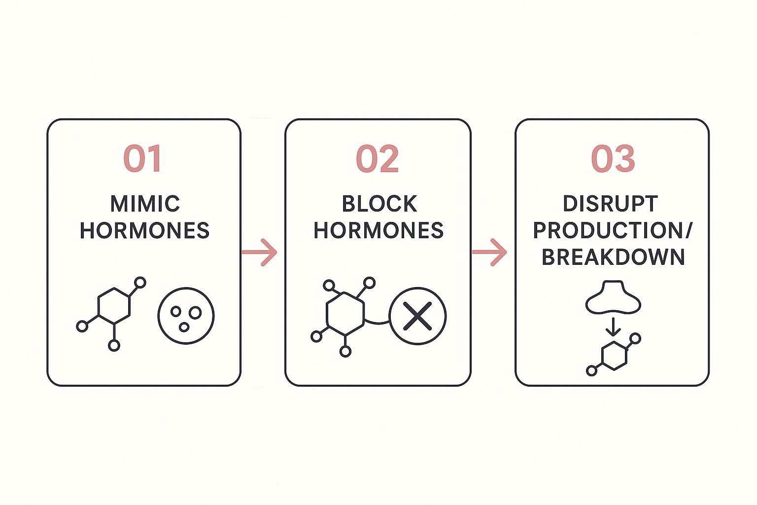Infographic showing the three ways EDCs interfere with hormones Mimic, Block, and Disrupt Production.