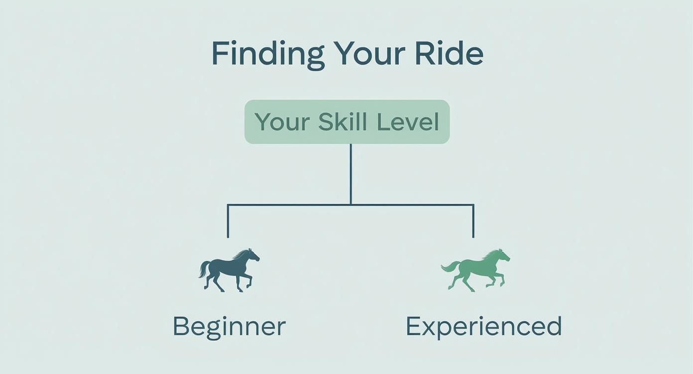A diagram showing how to find a horse ride based on skill level: Beginner or Experienced.