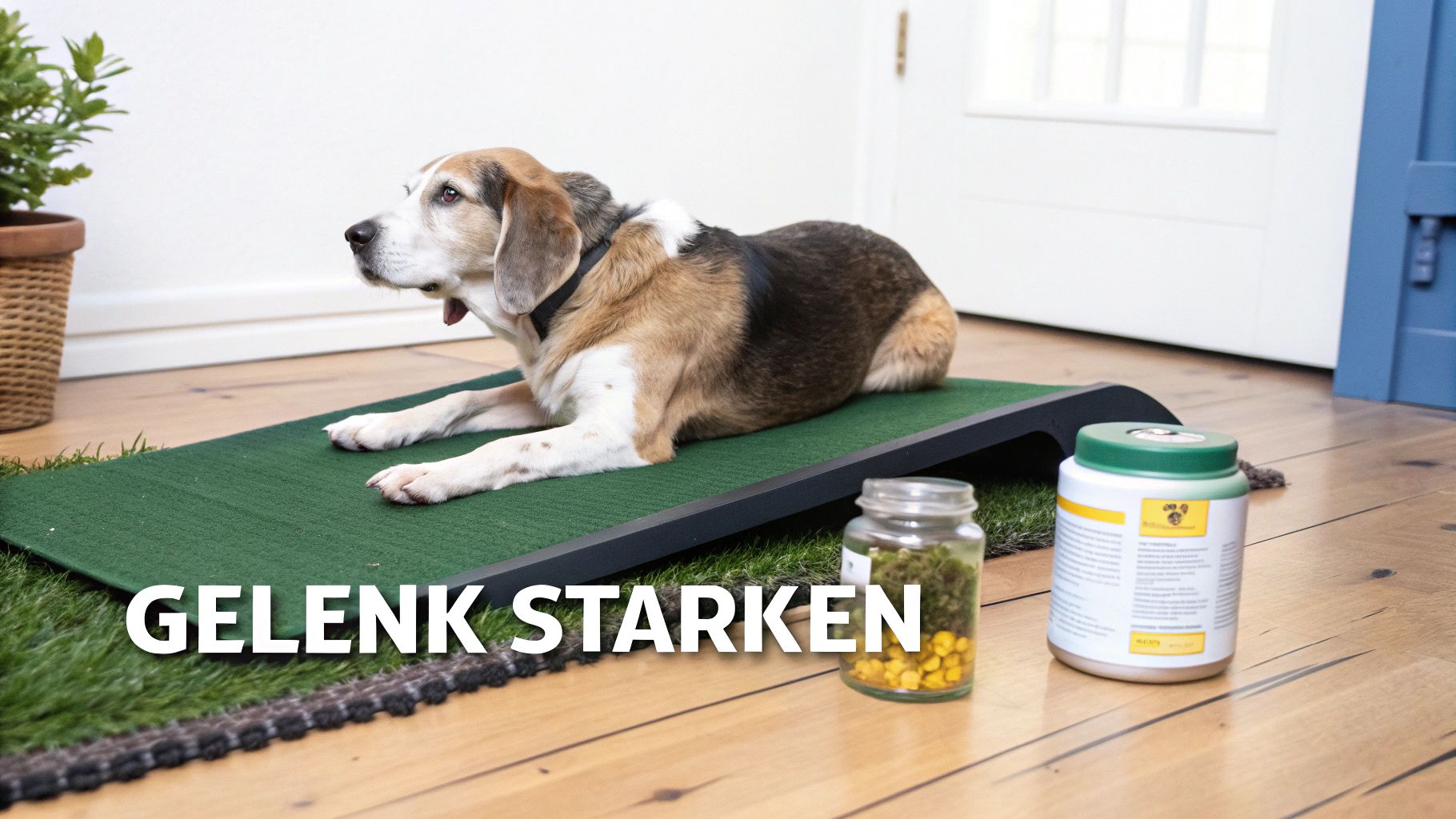 Ein älterer Beagle liegt auf einer grünen Matte, daneben stehen Behälter mit Ergänzungsmitteln zur Gelenkstärkung.