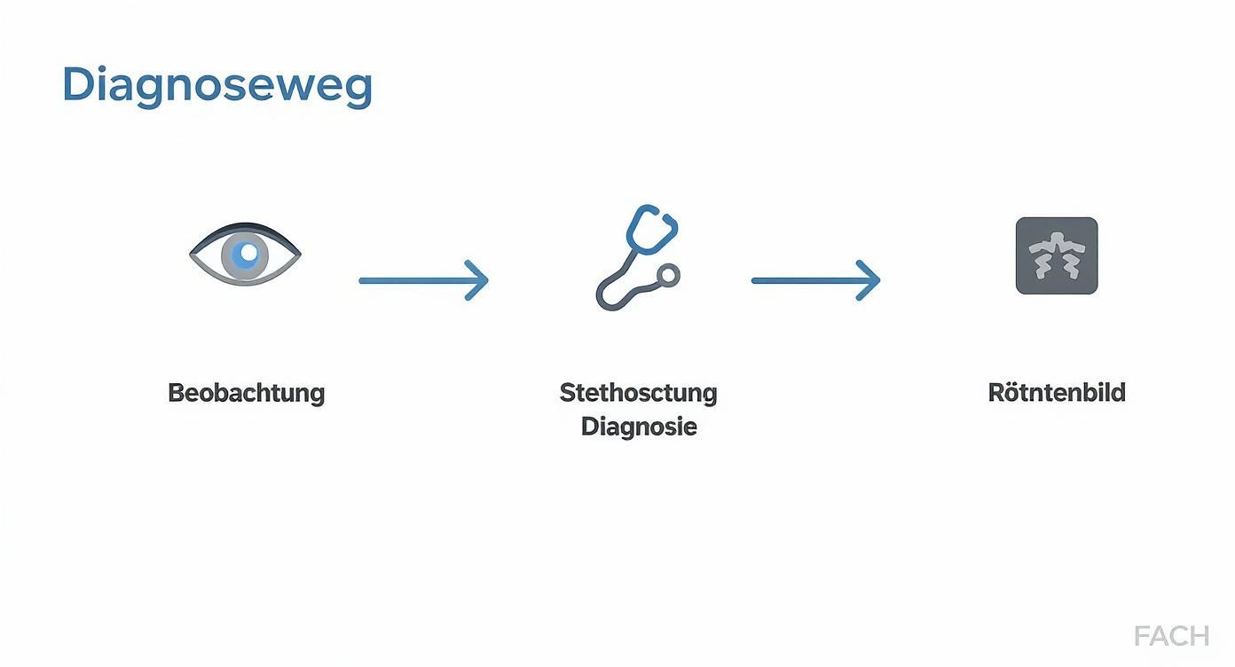 Diagnoseweg beim Hund zeigt drei Schritte: Beobachtung, Stethoskop-Diagnose und Röntgenbild der Knochen