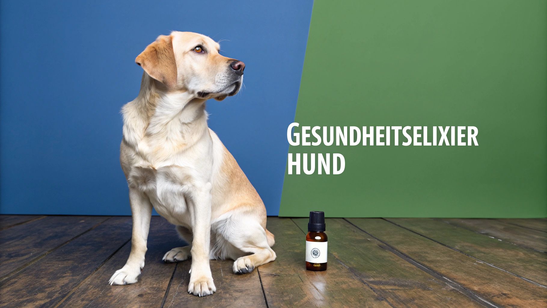 Ein Golden Retriever schaut aufmerksam auf einen Löffel Lachsöl, der ihm angeboten wird.