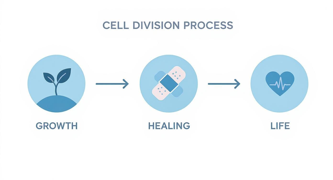 Zellteilungsprozess Diagramm zeigt drei Phasen: Wachstum mit Pflanze, Heilung mit Pflaster, Leben mit Herz-Symbol