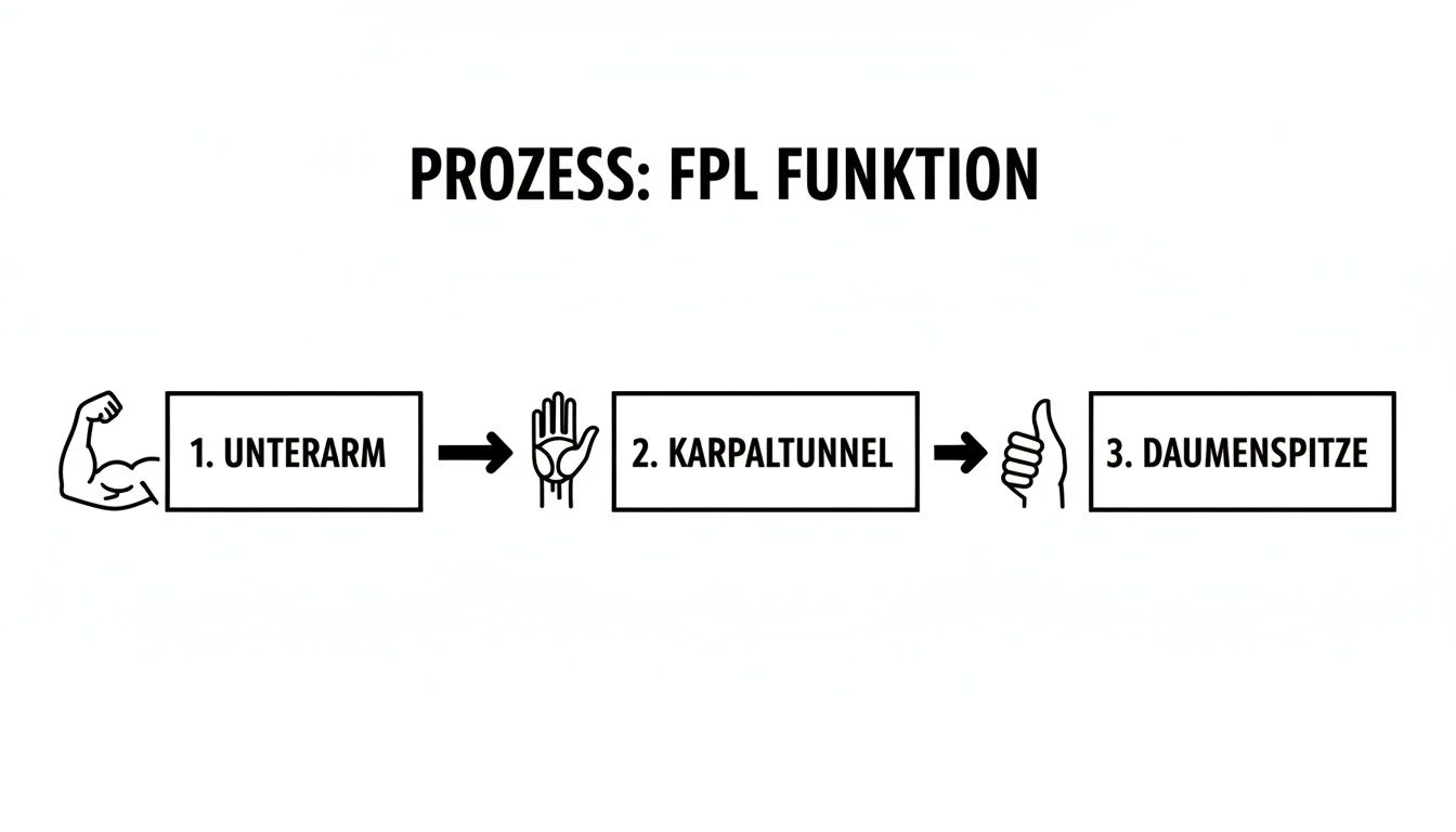 Ein Diagramm zeigt den Prozess der FPL-Funktion: von 1. Unterarm, über 2. Karpaltunnel, bis zur 3. Daumenspitze.