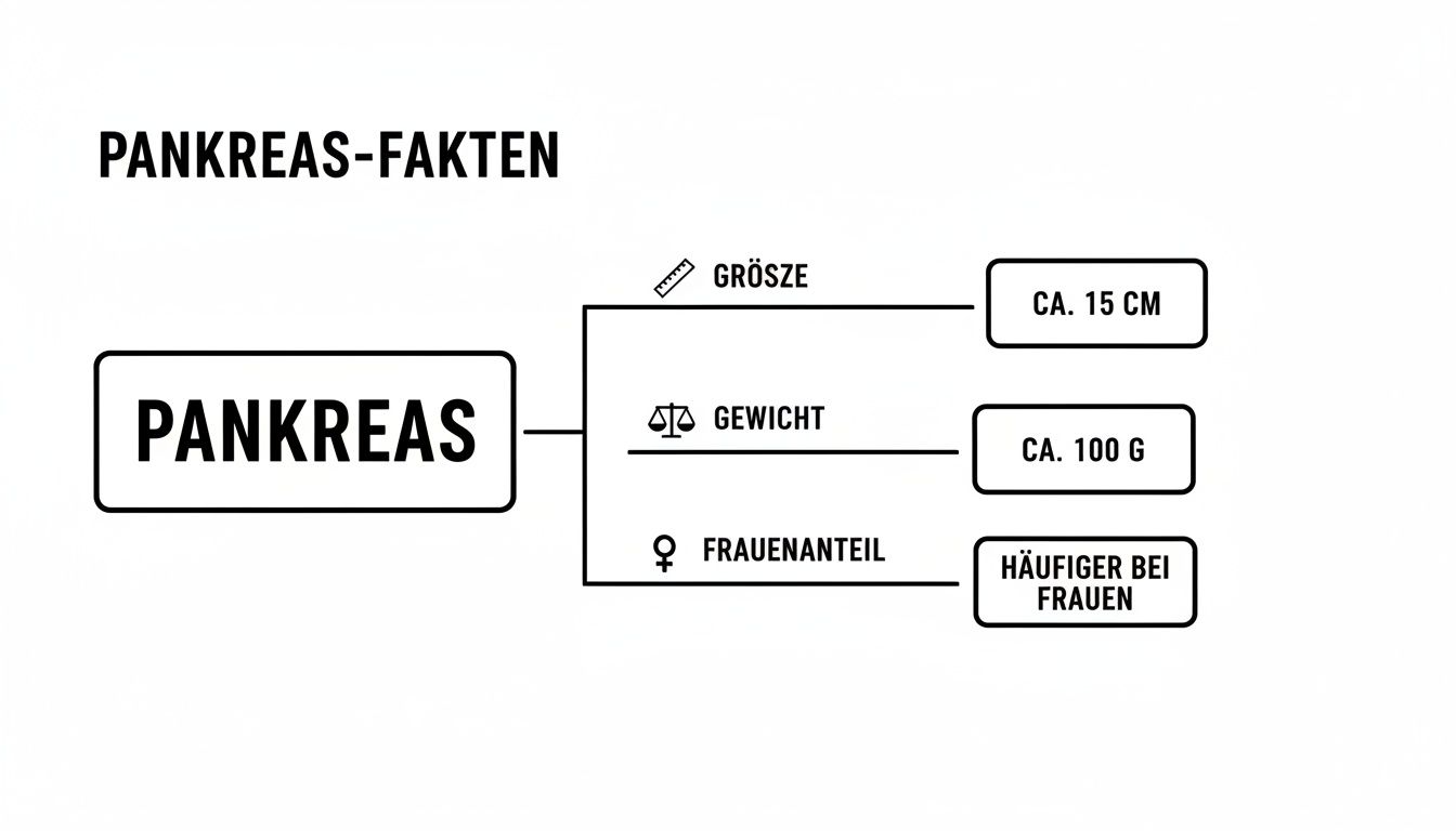 Mindmap mit Fakten über das Pankreas: Größe ca. 15 cm, Gewicht ca. 100 g, häufiger bei Frauen.