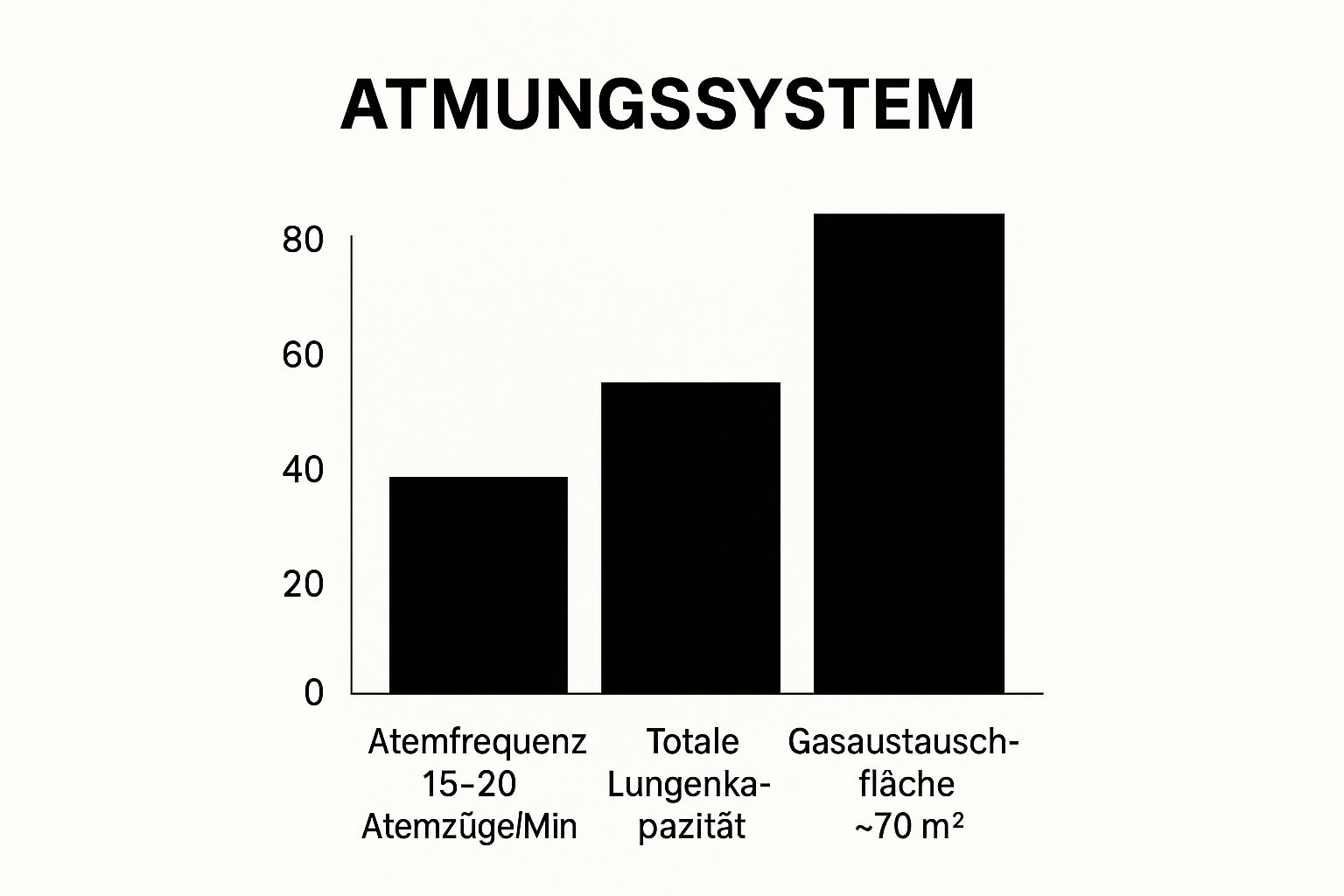 Infographic about anatomie des menschen innere organe