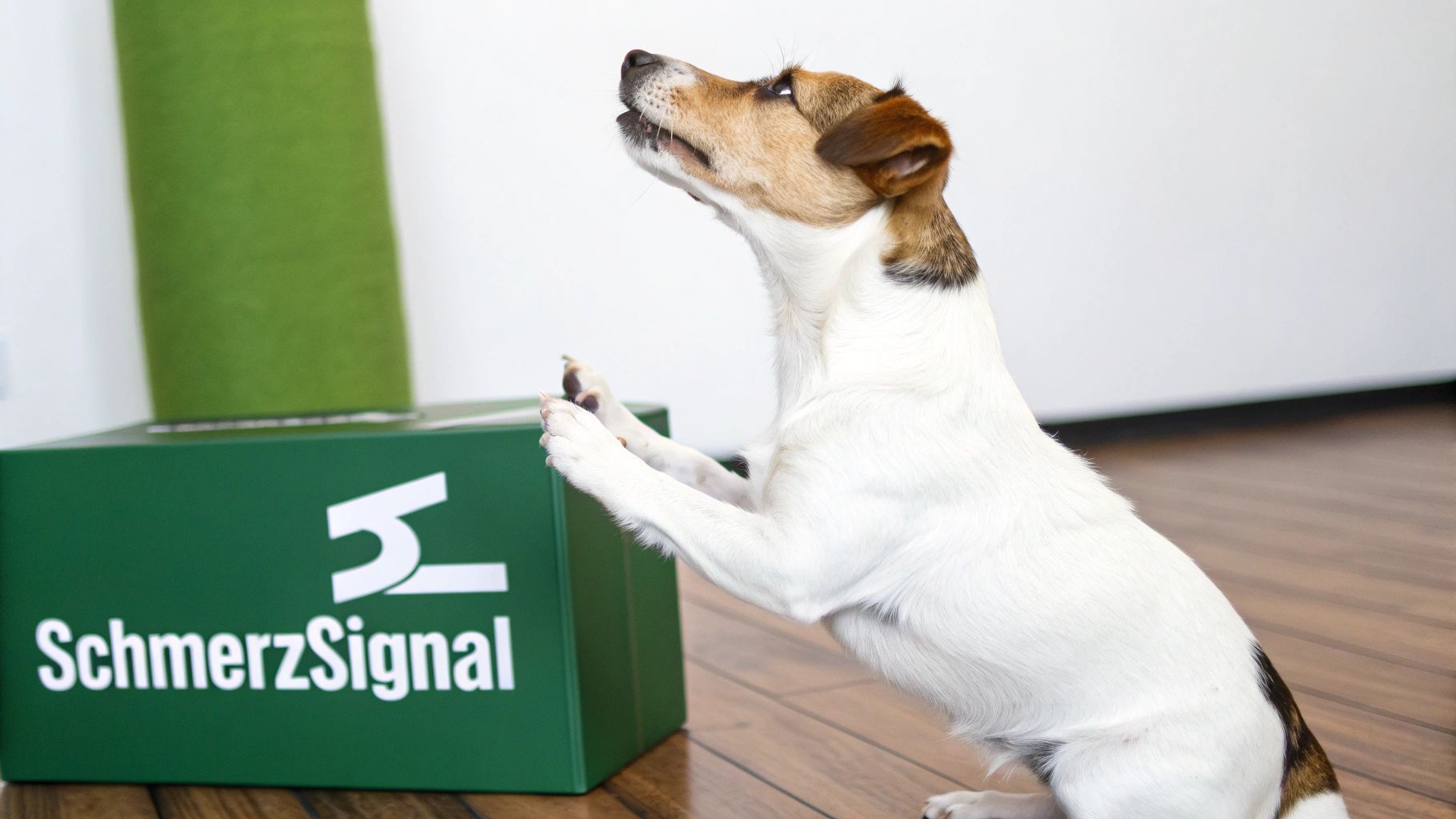 Ein Hund in der Gebetsstellung auf einem Holzboden