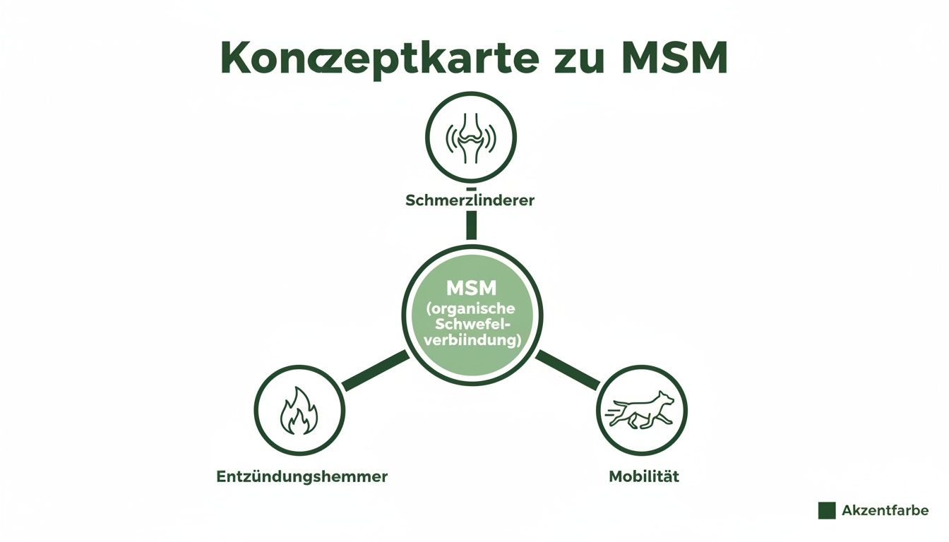 Konzeptkarte zu MSM, einer organischen Schwefelverbindung, zeigt Schmerzlinderung, Entzündungshemmung und Mobilitätsförderung als Vorteile.