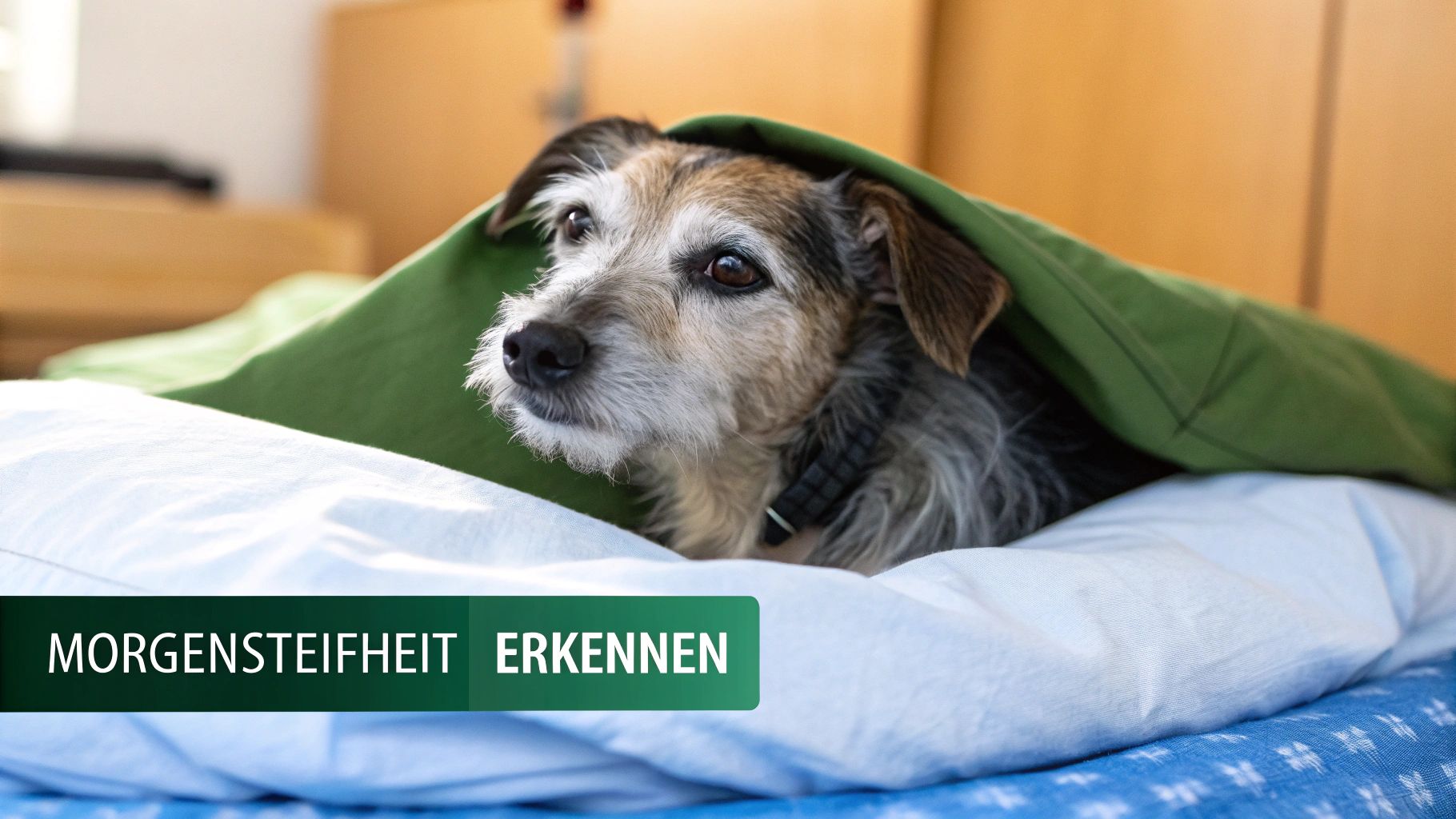 Ein Hund, der sich nach dem Aufwachen steif streckt, was auf Gelenkschmerzen hindeuten kann.