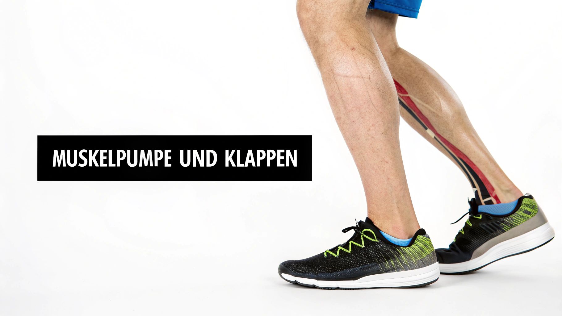 Zusammenspiel von Arterien und Venen im Blutkreislauf