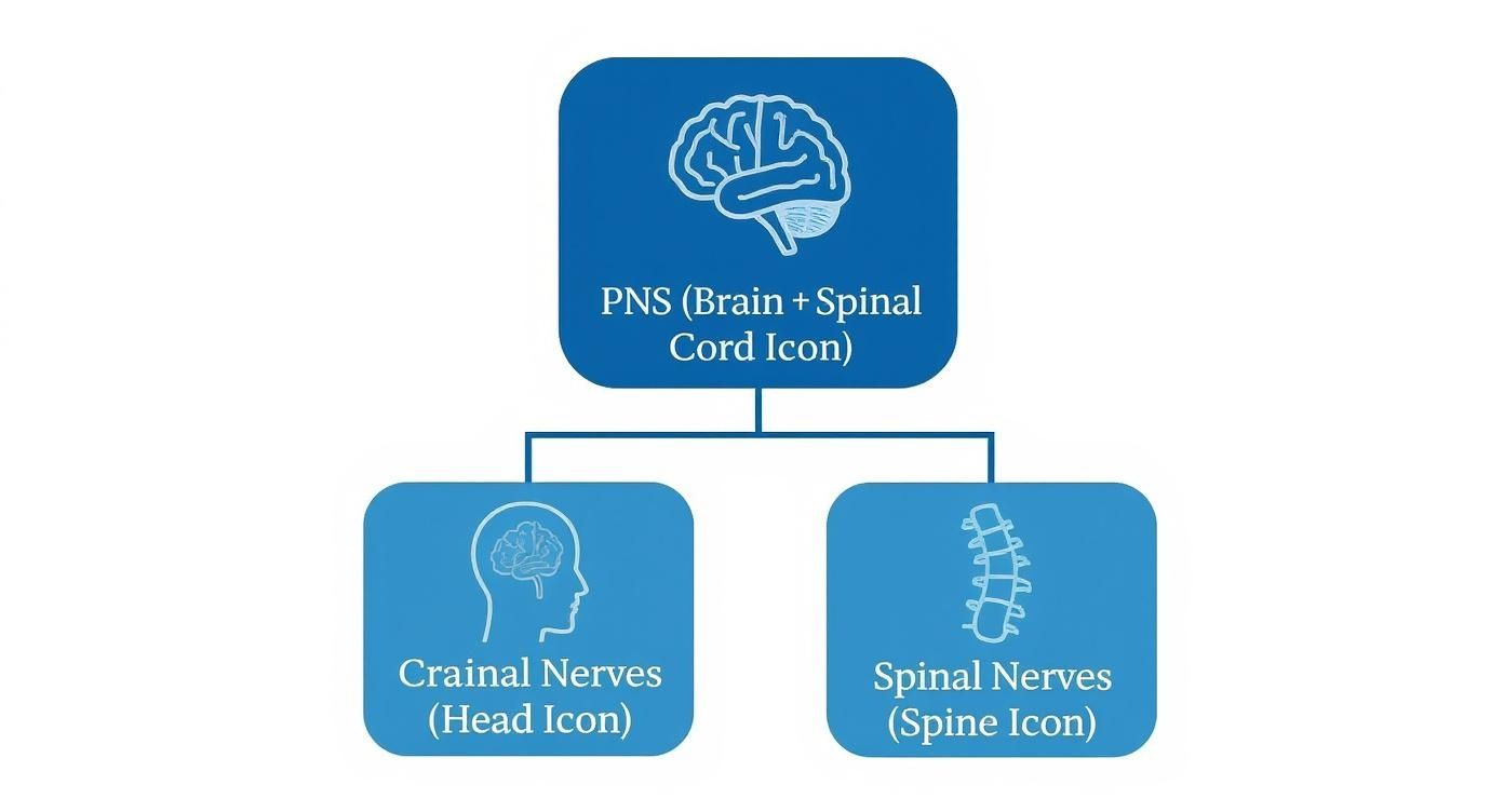 Infografik, die die hierarchische Einteilung des peripheren Nervensystems in Hirnnerven und Spinalnerven zeigt.