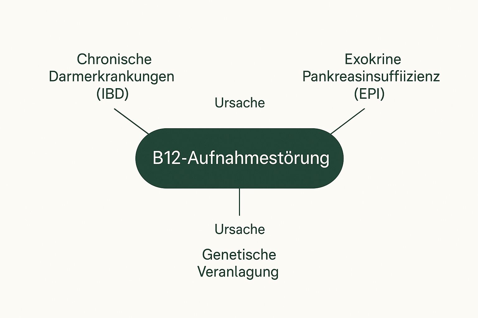 Infographic about vitamin b12-mangel beim hund symptome
