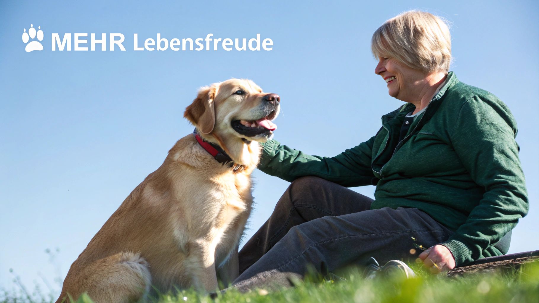 Ein glücklicher Hund rennt fröhlich über eine Wiese, sein Fell glänzt in der Sonne.