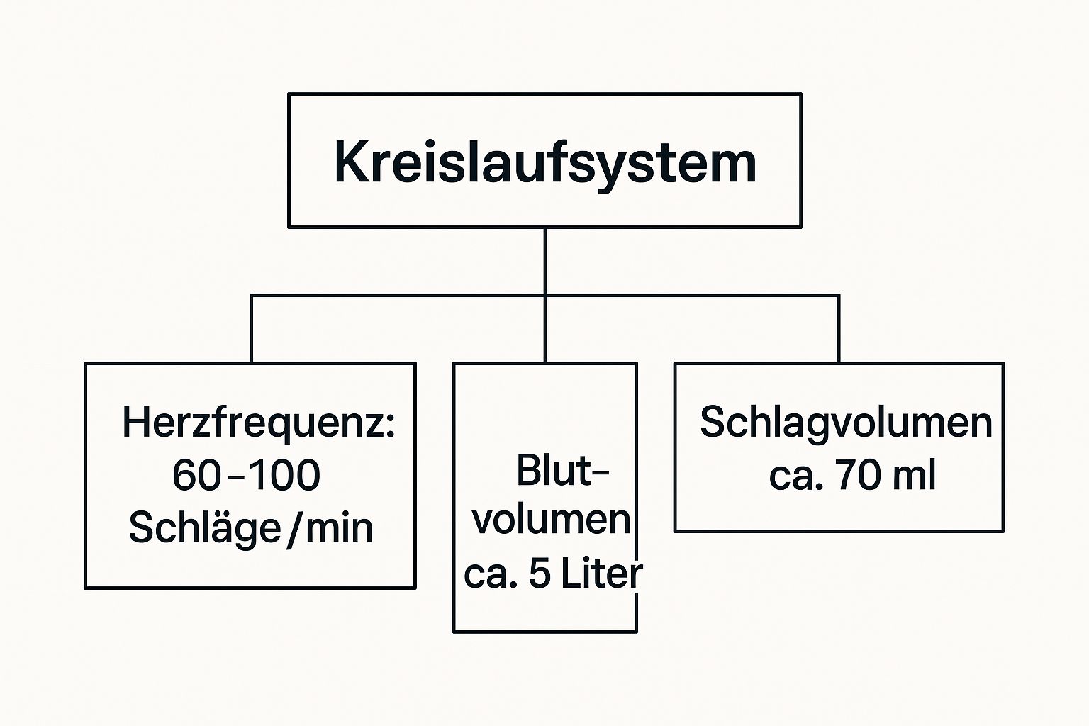 Infographic about anatomie mensch organe frau