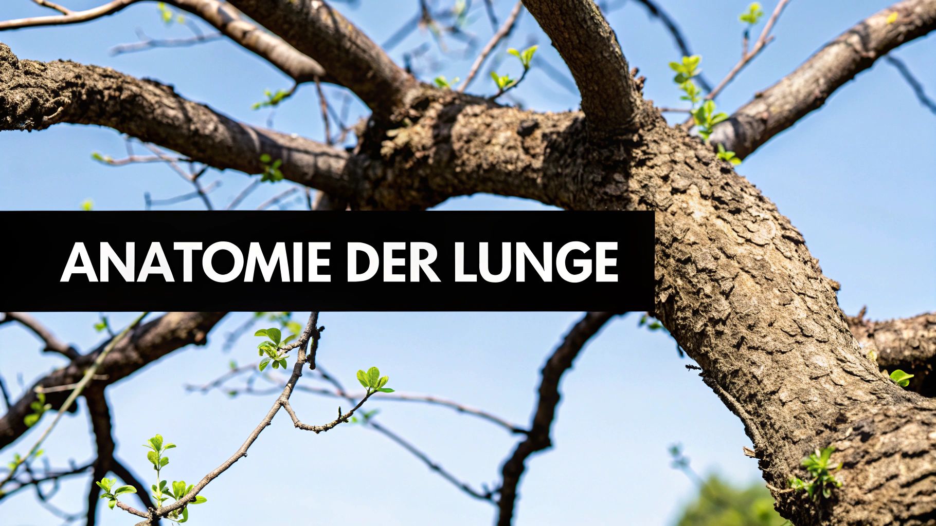 Eine detaillierte anatomische Darstellung der menschlichen Lunge mit den Bronchien und Alveolen.