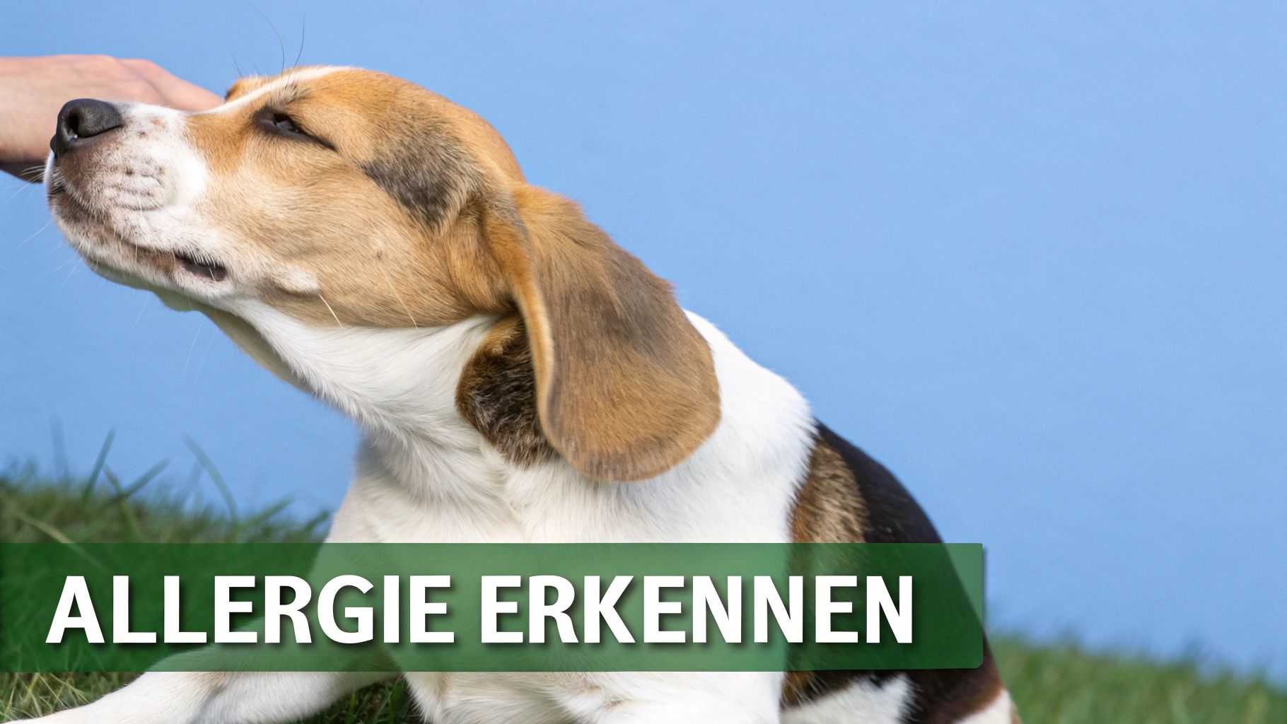 Ein aufmerksamer Hund mit großen Ohren schaut zur Seite