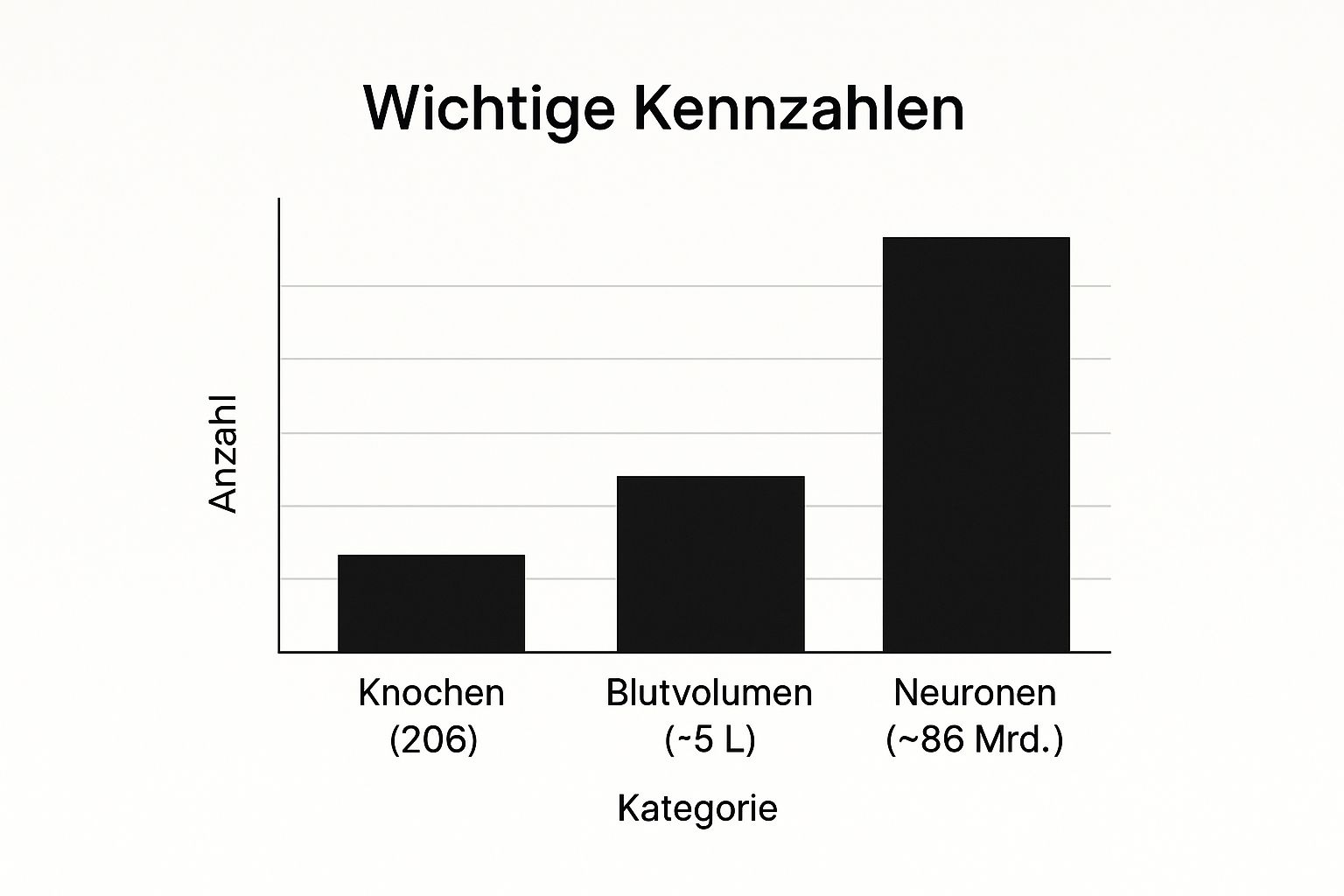 Infographic about menschlicher körper von innen