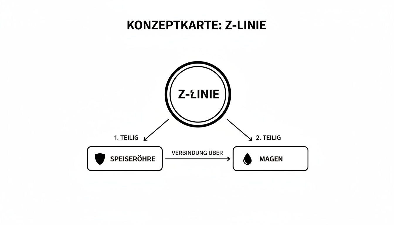 Konzeptkarte zur Z-Linie, die die Verbindung zwischen Speiseröhre und Magen darstellt.
