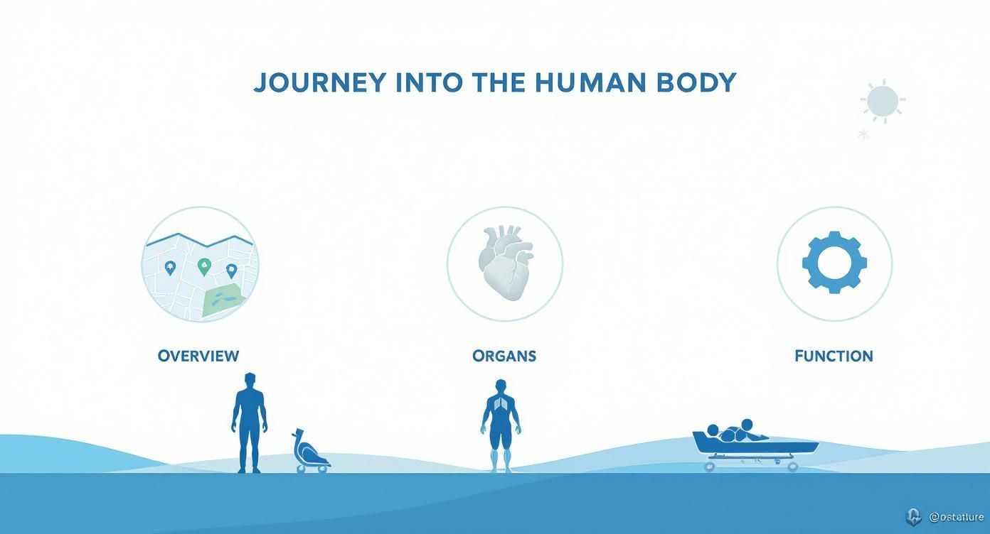 Infographic about innere organe im körper