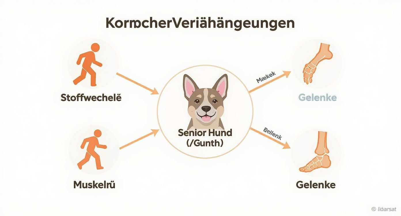 Infographic about trockenfutter hund senior