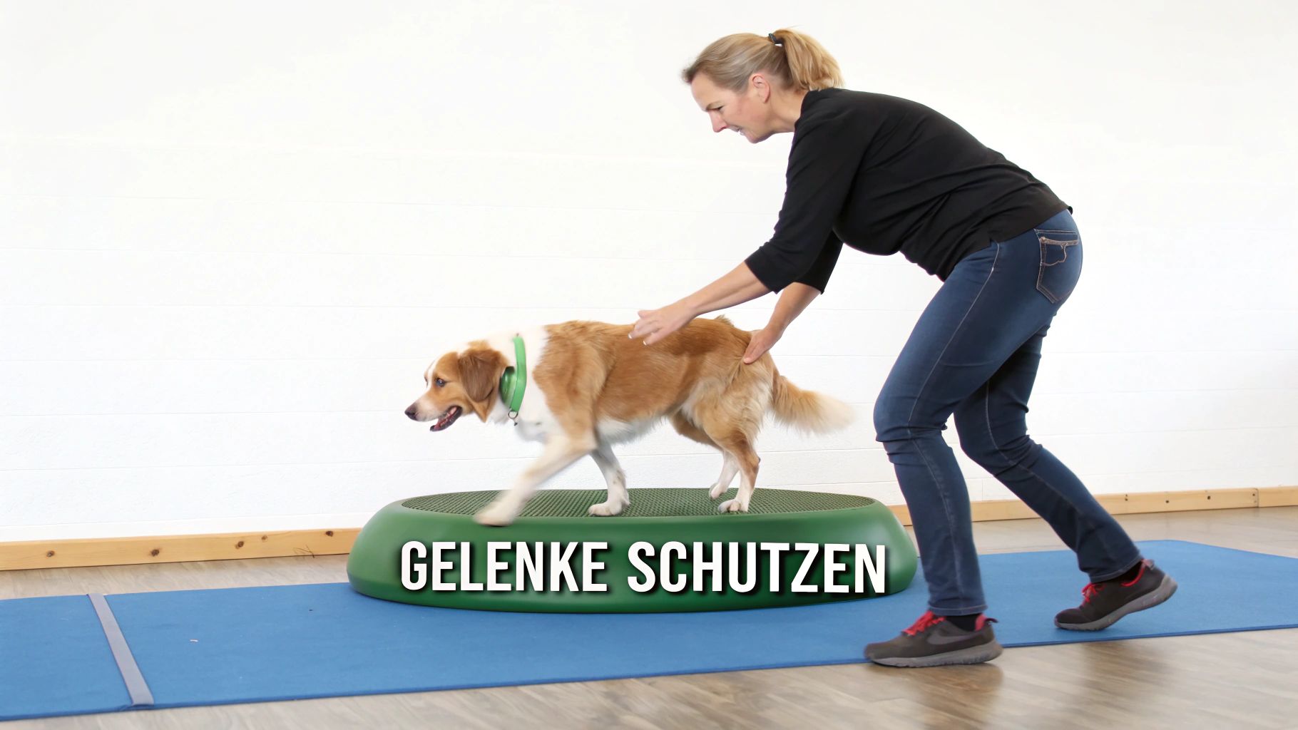 Ein Hund läuft glücklich über eine Wiese, was gesunde Gelenke symbolisiert