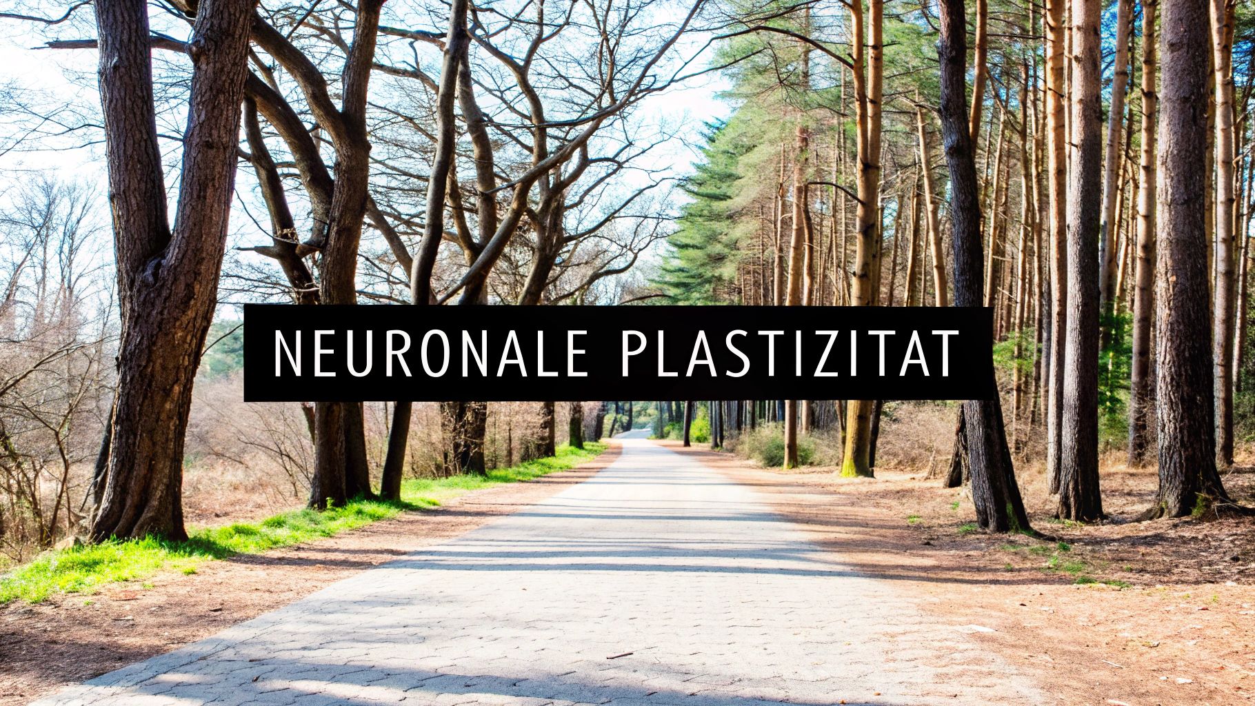 Veränderbare neuronale Verbindungen symbolisieren die neuronale Plastizität im Gehirn
