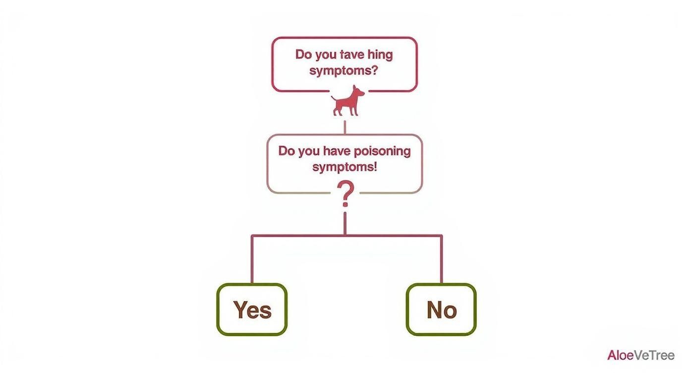 Infographic about aloe vera bei hunden