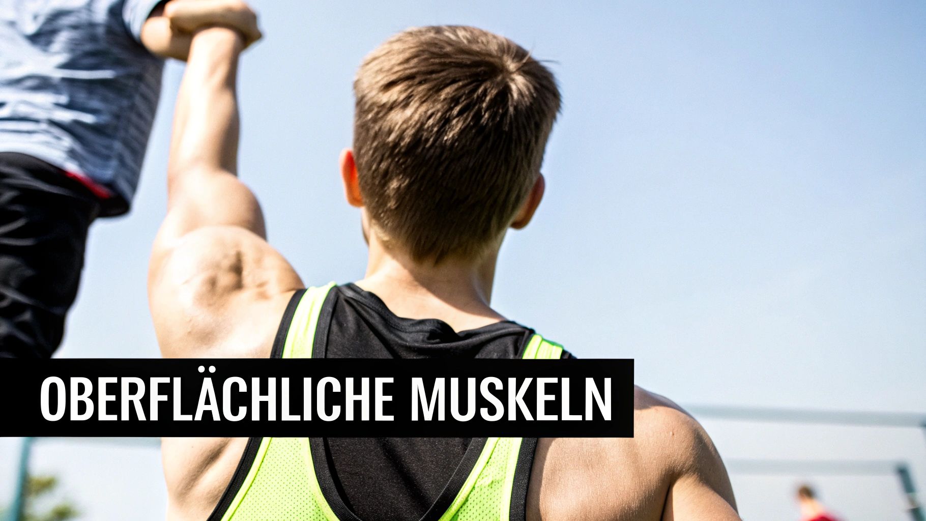 Eine detaillierte anatomische Darstellung der oberflächlichen Rückenmuskulatur.