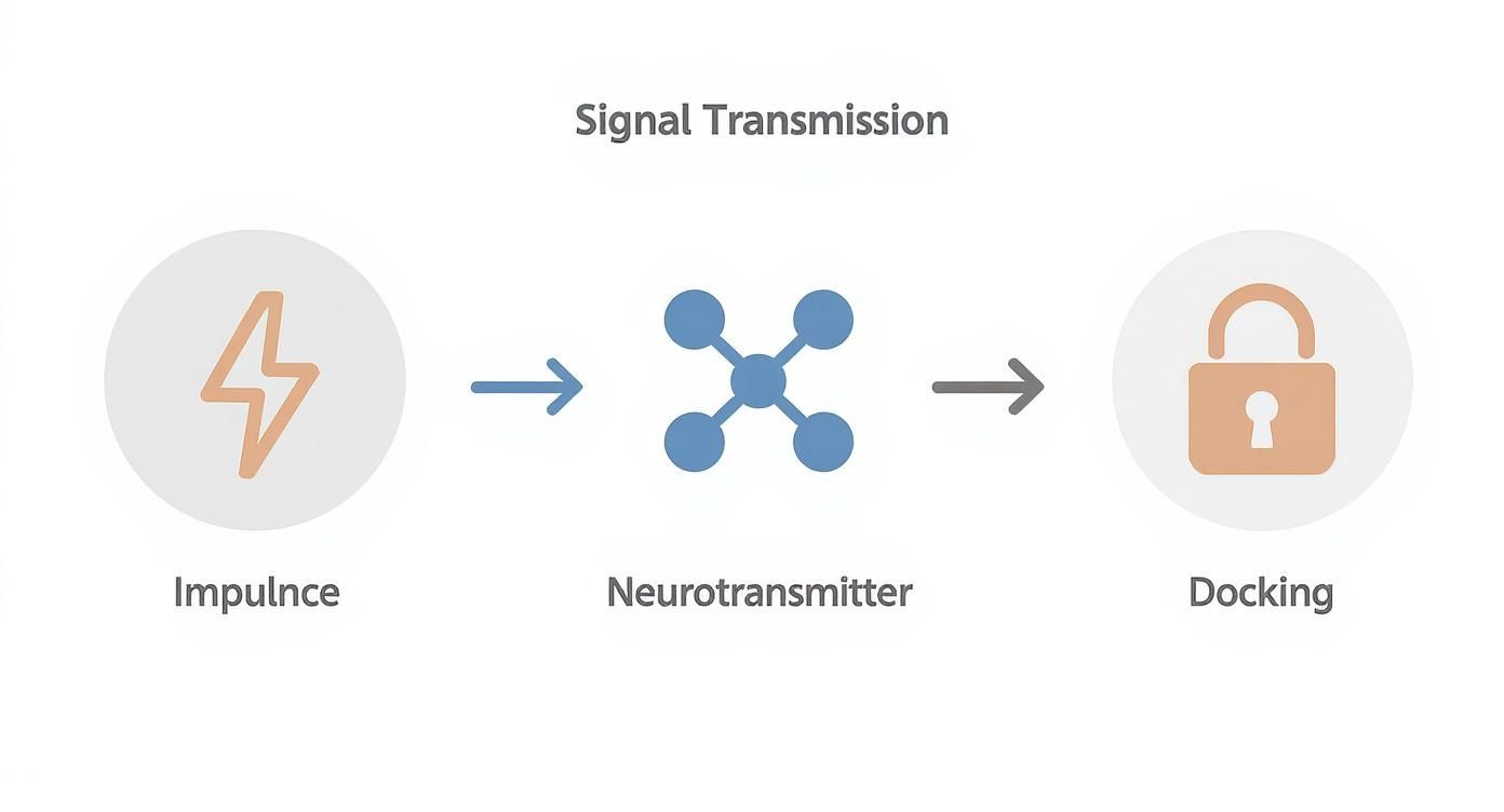 Infographic about nervensystem aufbau und funktion