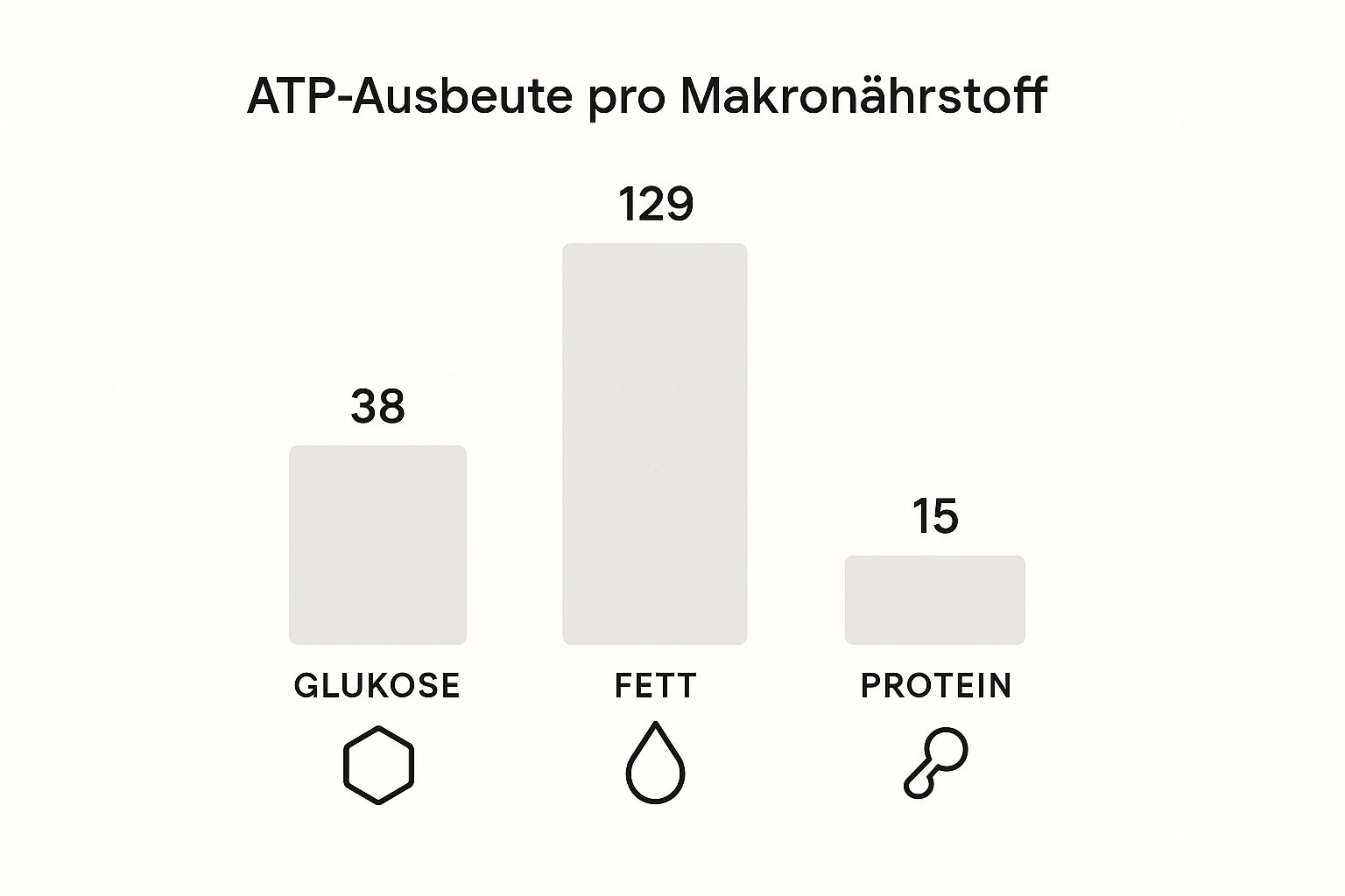 Infographic about stoffwechsel einfach erklärt