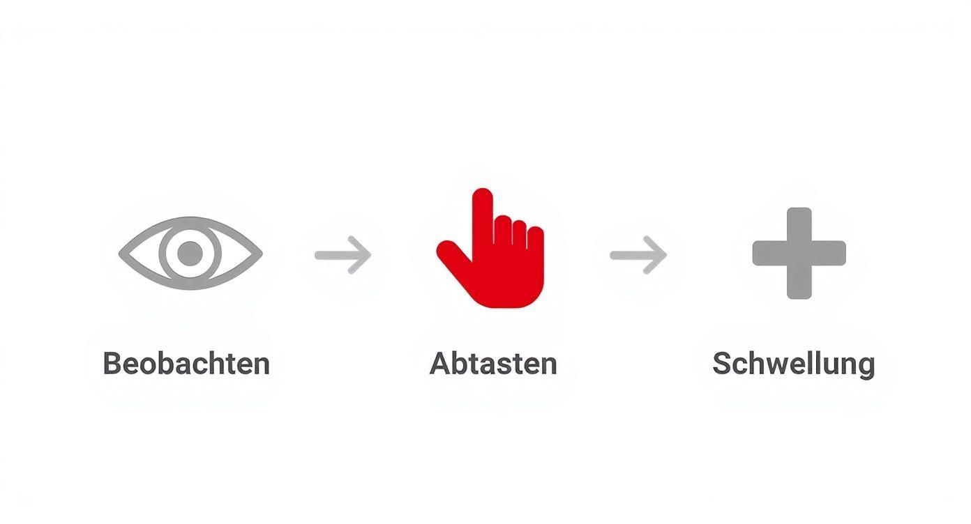 Diagramm zeigt drei Schritte: Beobachten mit Augensymbol, Abtasten mit Handsymbol, Schwellung mit Pluszeichen