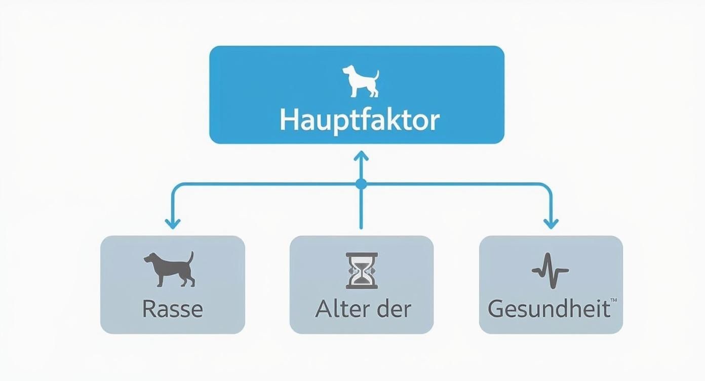 Infographic about wie viel auslauf braucht ein hund