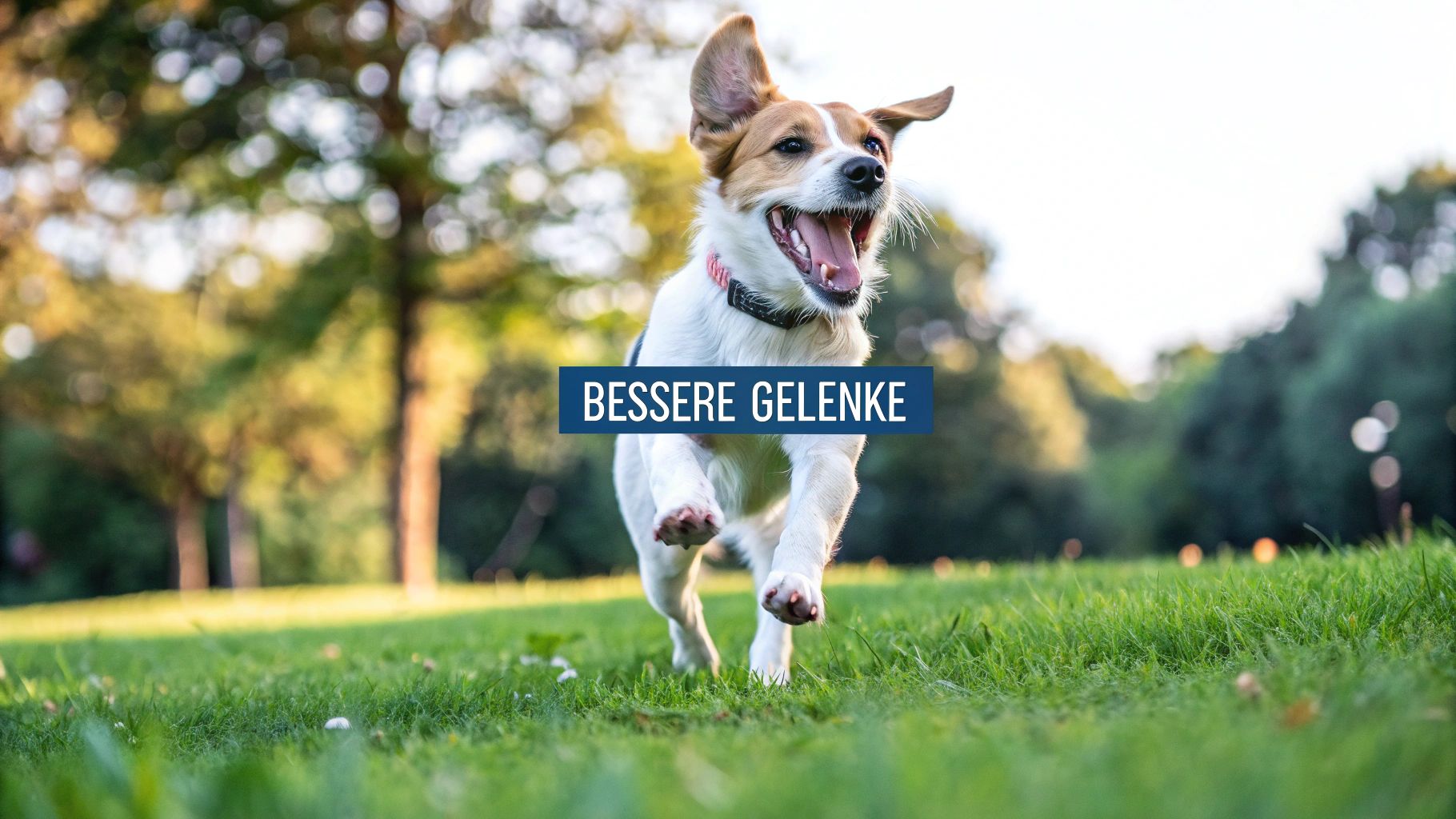 Eine Person mischt Glucosamin-Pulver in den Futternapf eines Hundes.