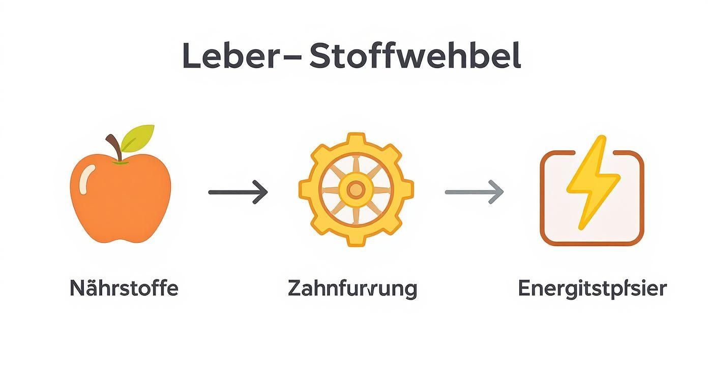 Infographic about was macht die leber im körper