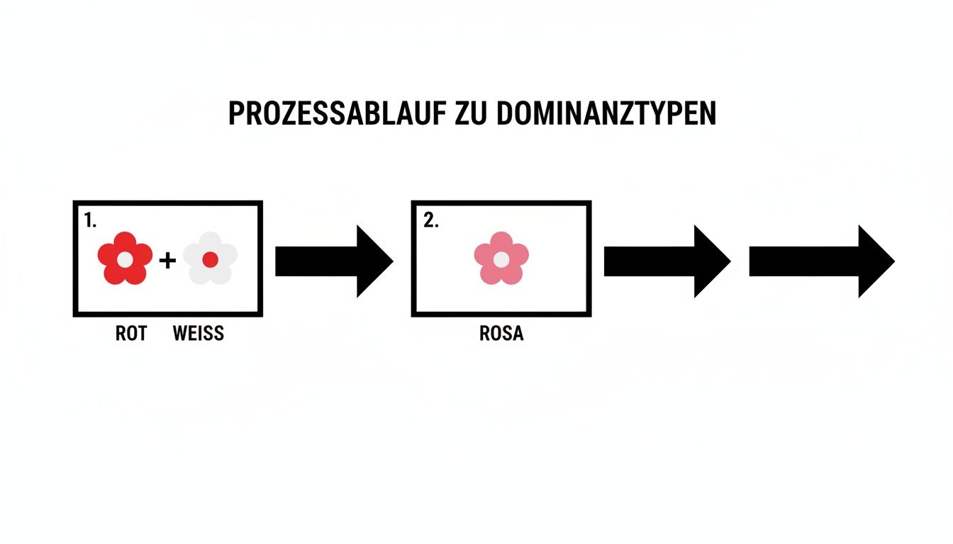 Diagramm zeigt den Prozess der unvollständigen Dominanz: rote und weiße Blumen kreuzen sich zu rosa Blumen.