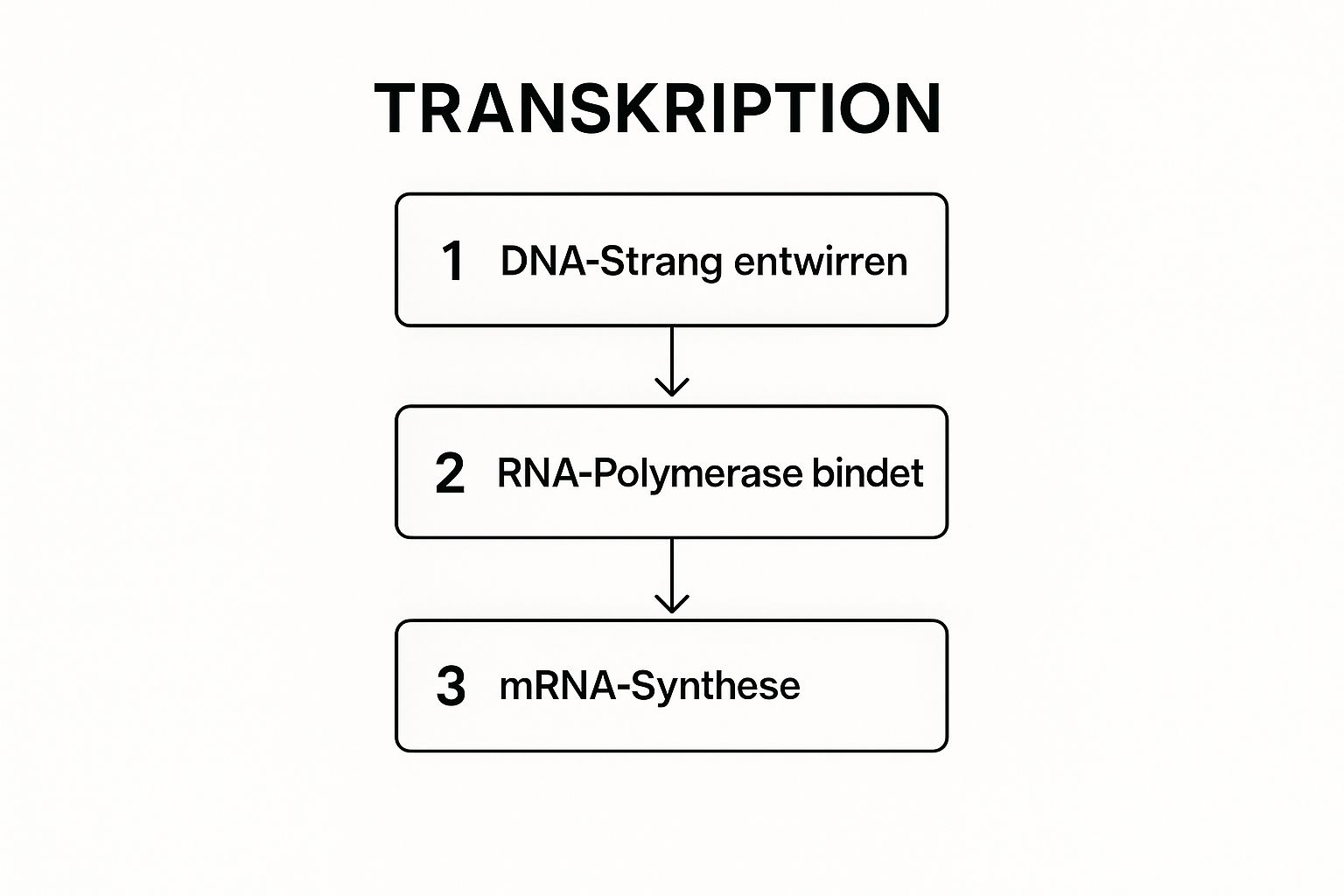 Infografik zum Prozessablauf der Transkription in drei Schritten