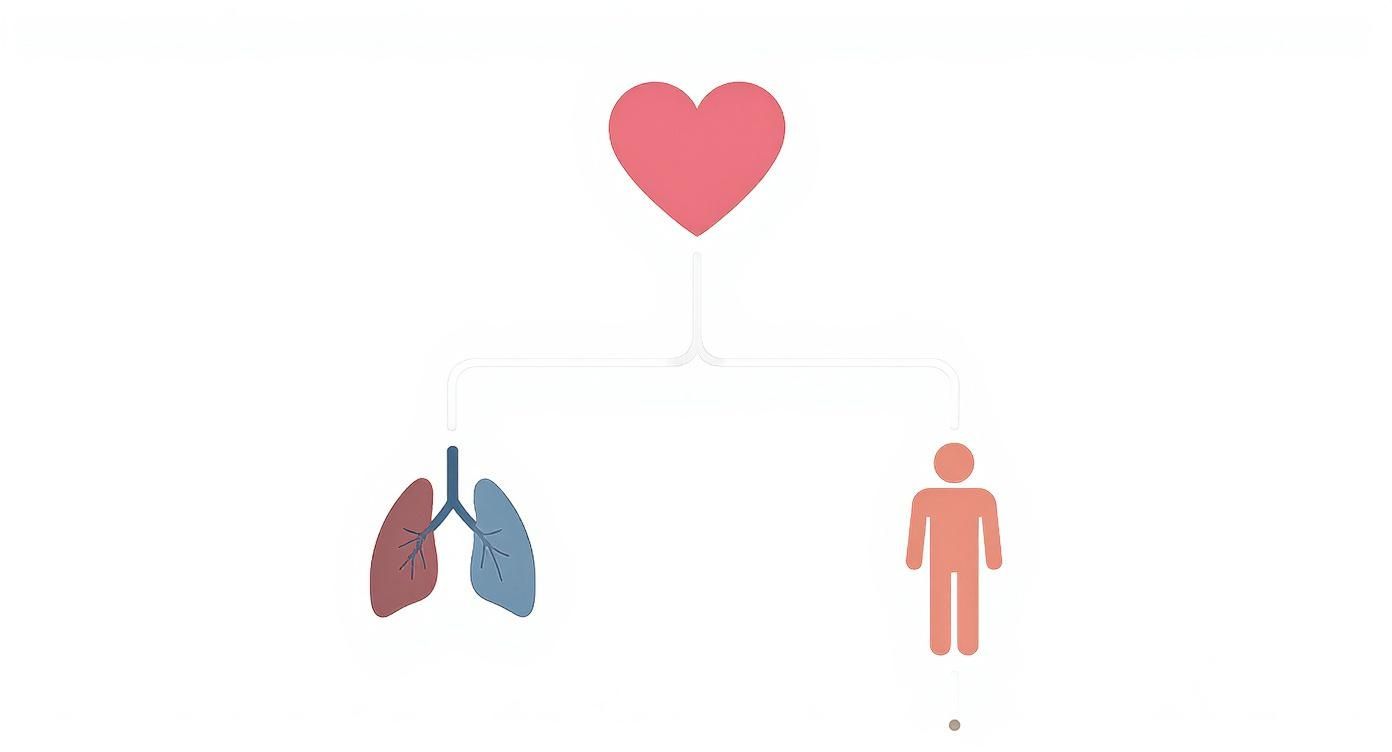 Eine schematische Darstellung von Herz, Lunge und einer menschlichen Figur, verbunden durch Linien.