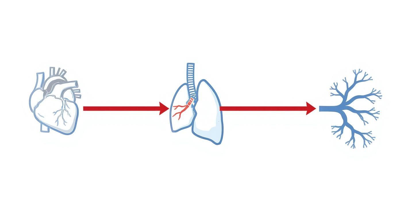 Vereinfachtes Diagramm des Lungenkreislaufs, das den Weg des Blutes von Herz, über Lunge zu Verzweigungen zeigt.