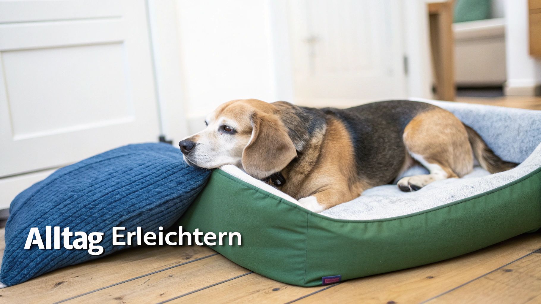 Ein entspannter Beagle liegt in einem grünen Hundebett und ruht seinen Kopf auf einem blauen Kissen.